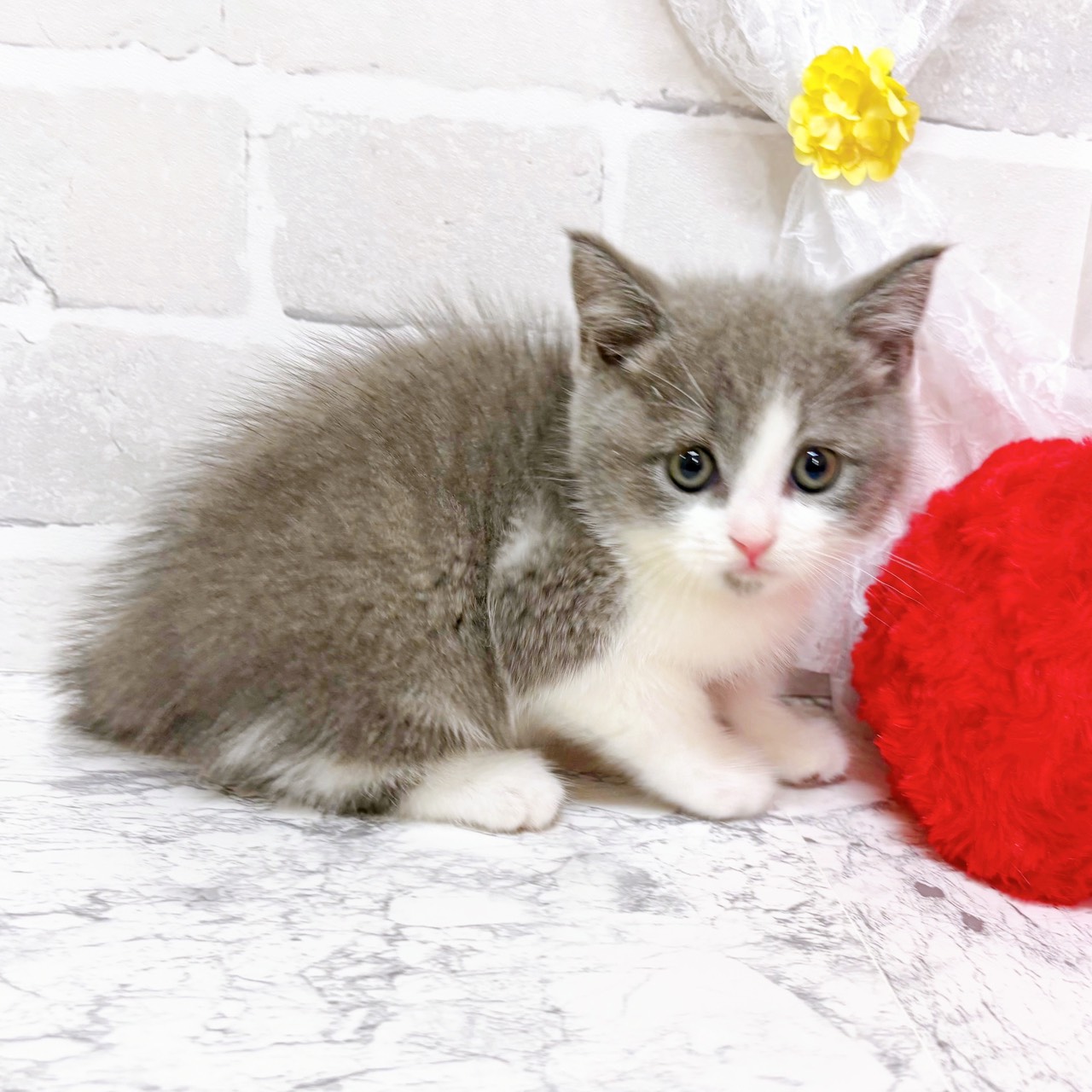 京都府のブリティッシュショートヘアー (犬の家＆猫の里京都精華店/2026年2月4日生まれ/男の子/ブルーホワイト)の子猫の3枚目の画像