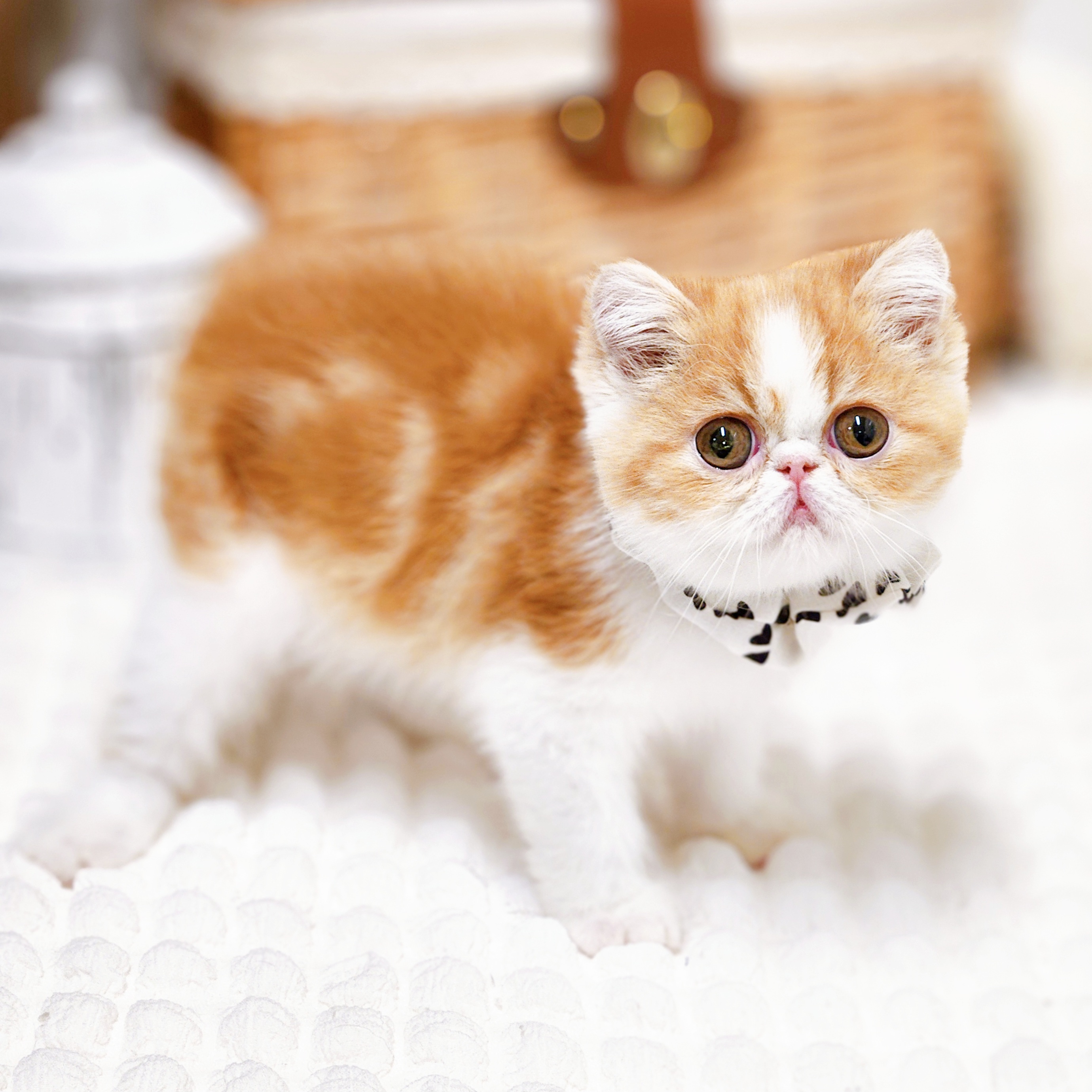 滋賀県のエキゾチック (犬の家＆猫の里近江八幡店/2026年2月5日生まれ/女の子/レッドタビーホワイト)の子猫の3枚目の画像