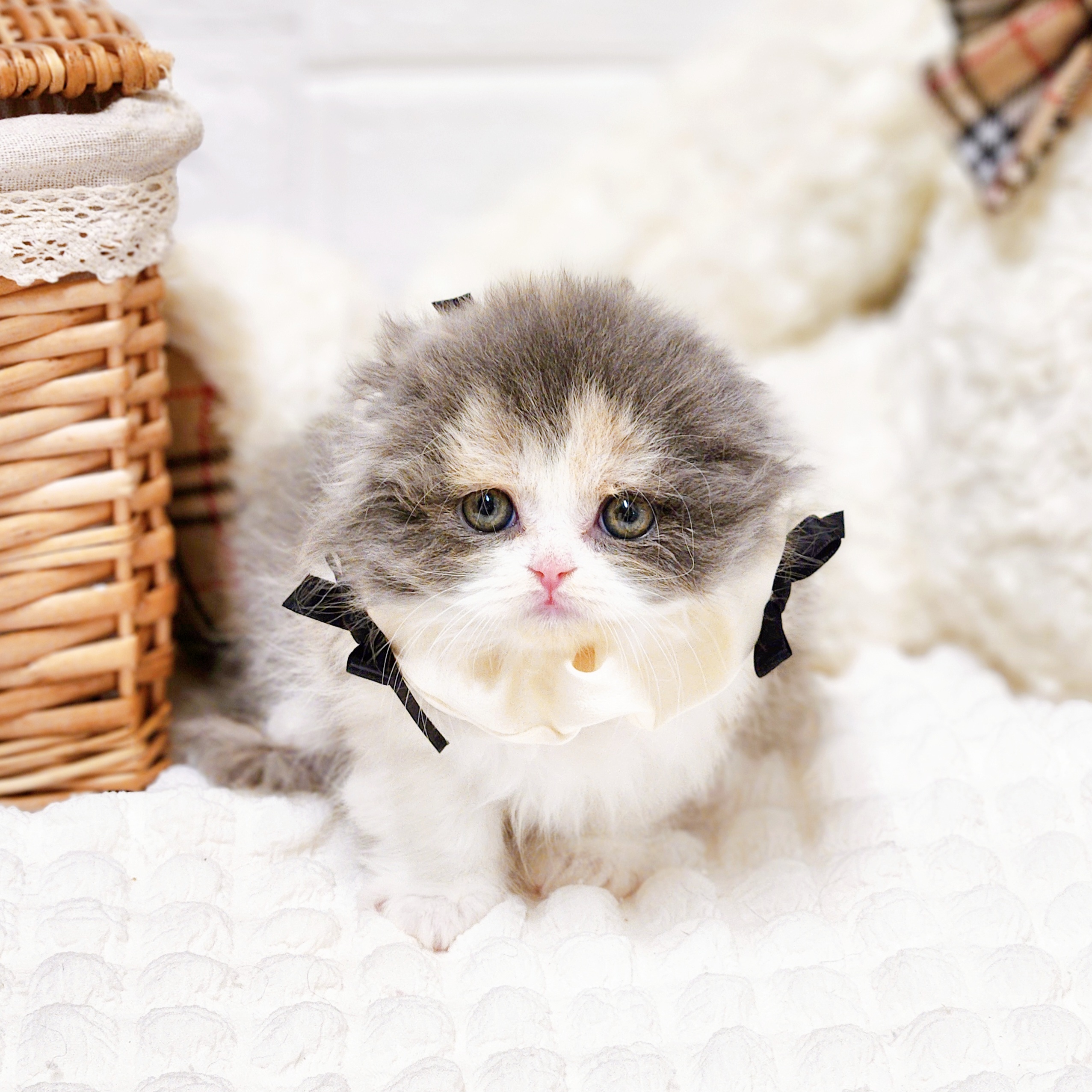 滋賀県のスコティッシュフォールド (犬の家＆猫の里近江八幡店/2026年2月4日生まれ/女の子/ブルーパッチドタビーホワイト)の子猫の3枚目の画像