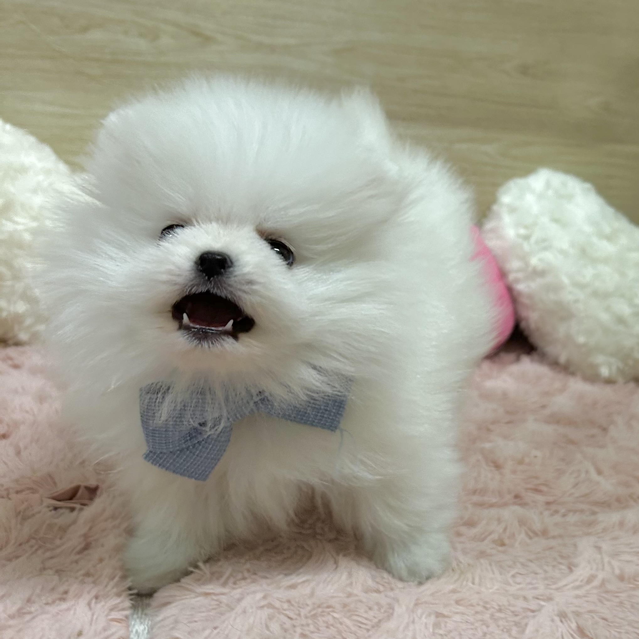 大阪府のポメラニアン (犬の家＆猫の里そよら東岸和田店/2026年2月3日生まれ/女の子/ホワイト)の子犬の3枚目の画像