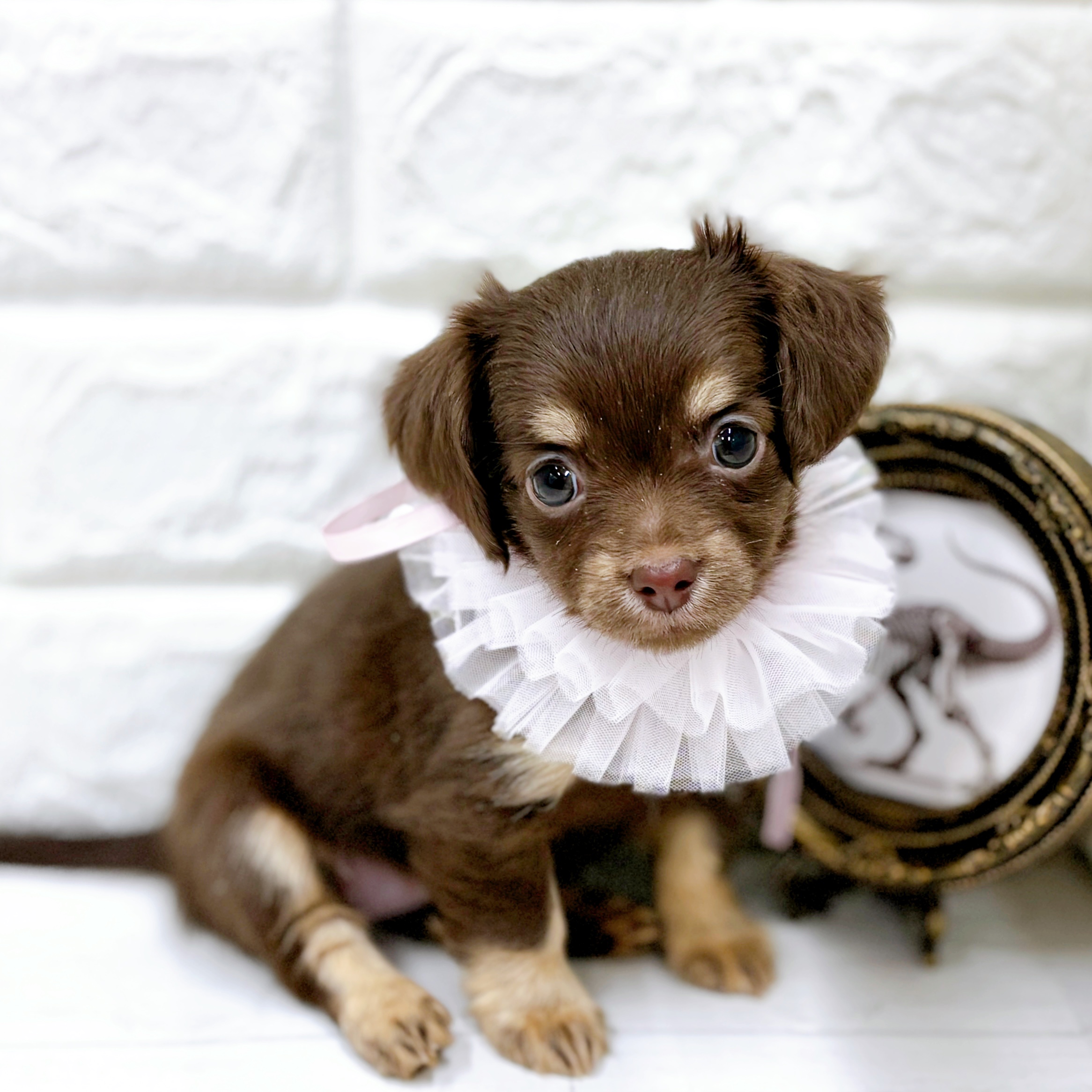 福井県のチワックス(チワワ×ダックス) (犬の家＆猫の里アミーゴ福井店/2026年2月3日生まれ/女の子/チョコレートタン)の子犬の3枚目の画像