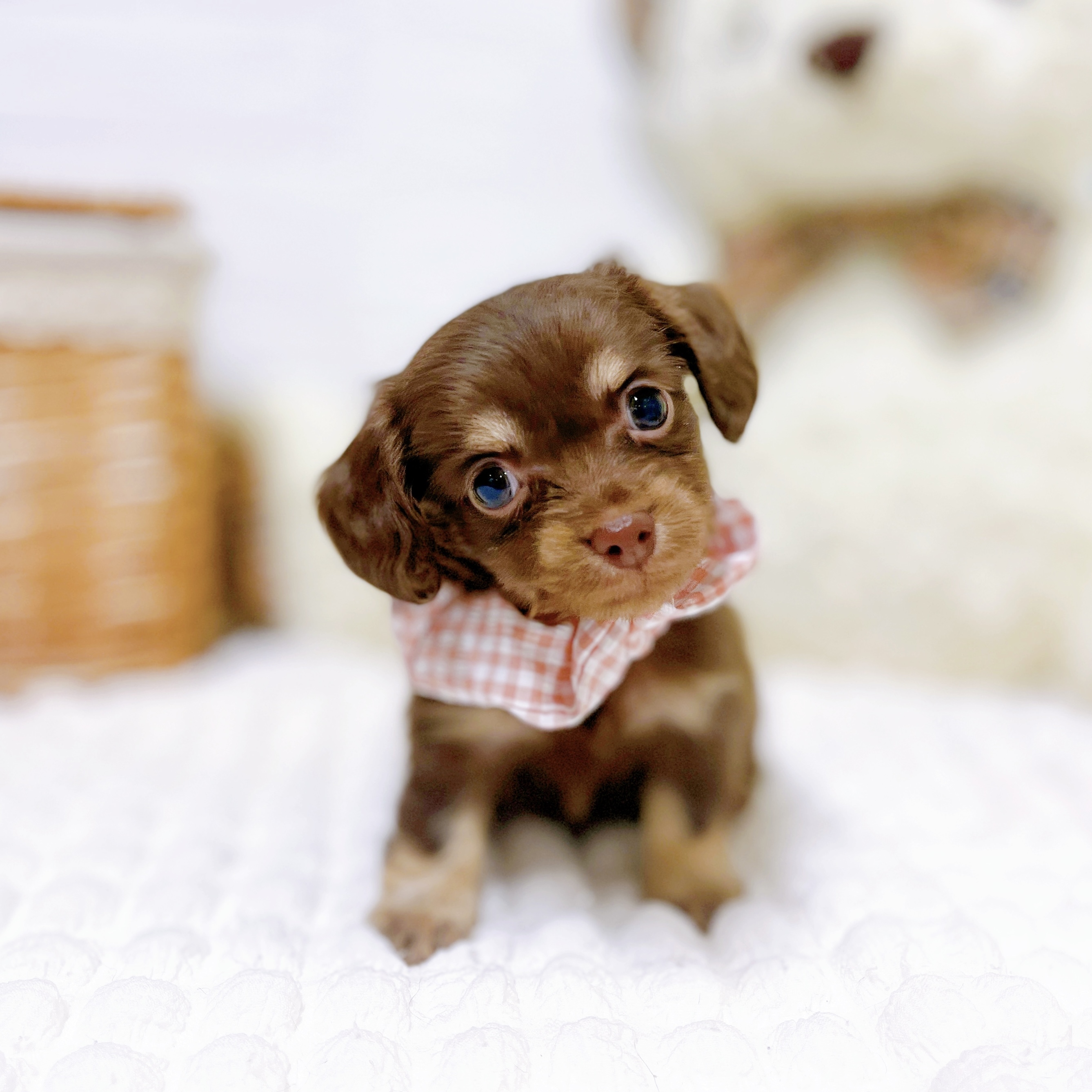 滋賀県のチワックス(チワワ×ダックス) (犬の家＆猫の里近江八幡店/2026年2月3日生まれ/女の子/チョコレートタン)の子犬の3枚目の画像