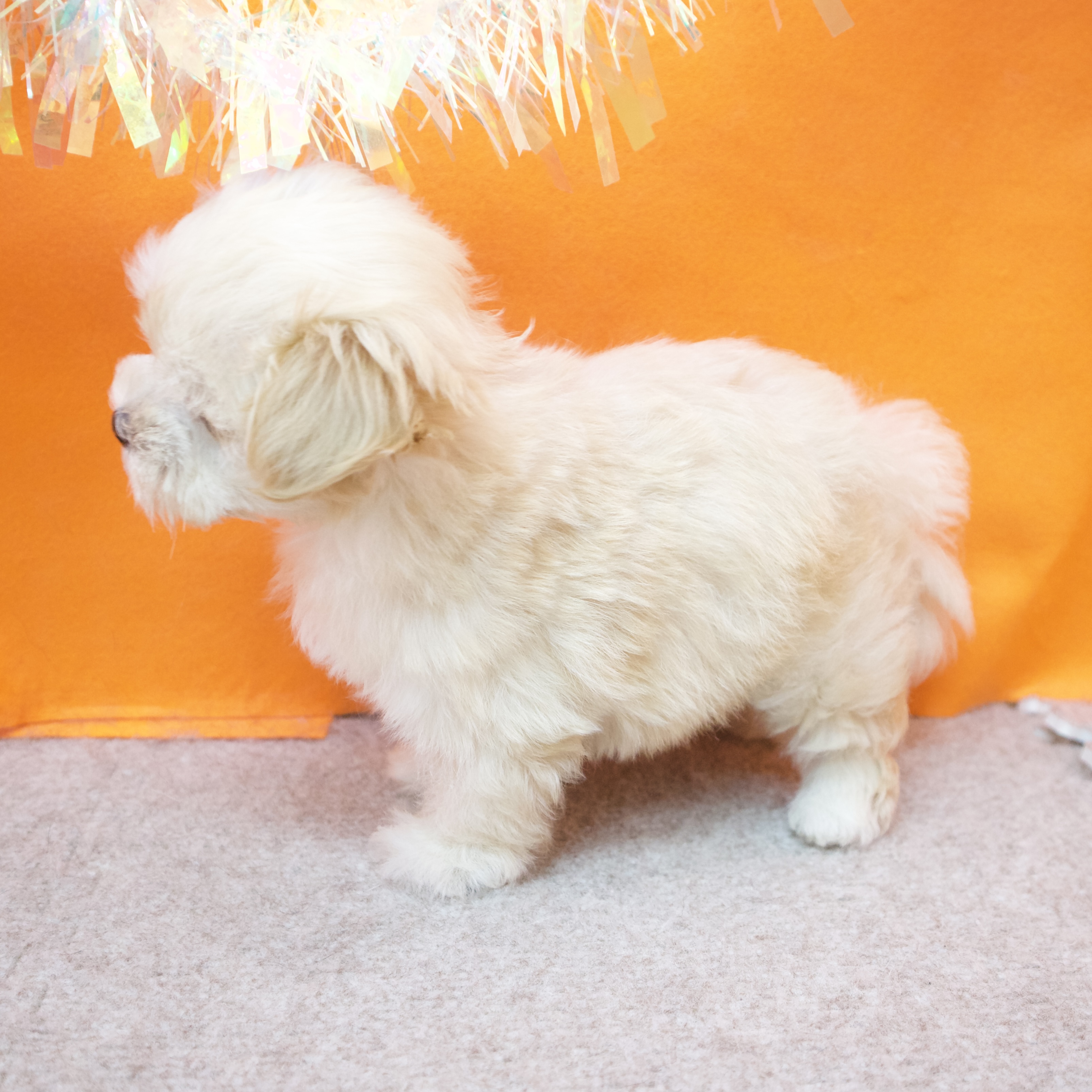 大阪府のマルプー(マルチーズ×プードル) (犬の家＆猫の里吹田店/2026年2月5日生まれ/女の子/クリーム)の子犬の3枚目の画像