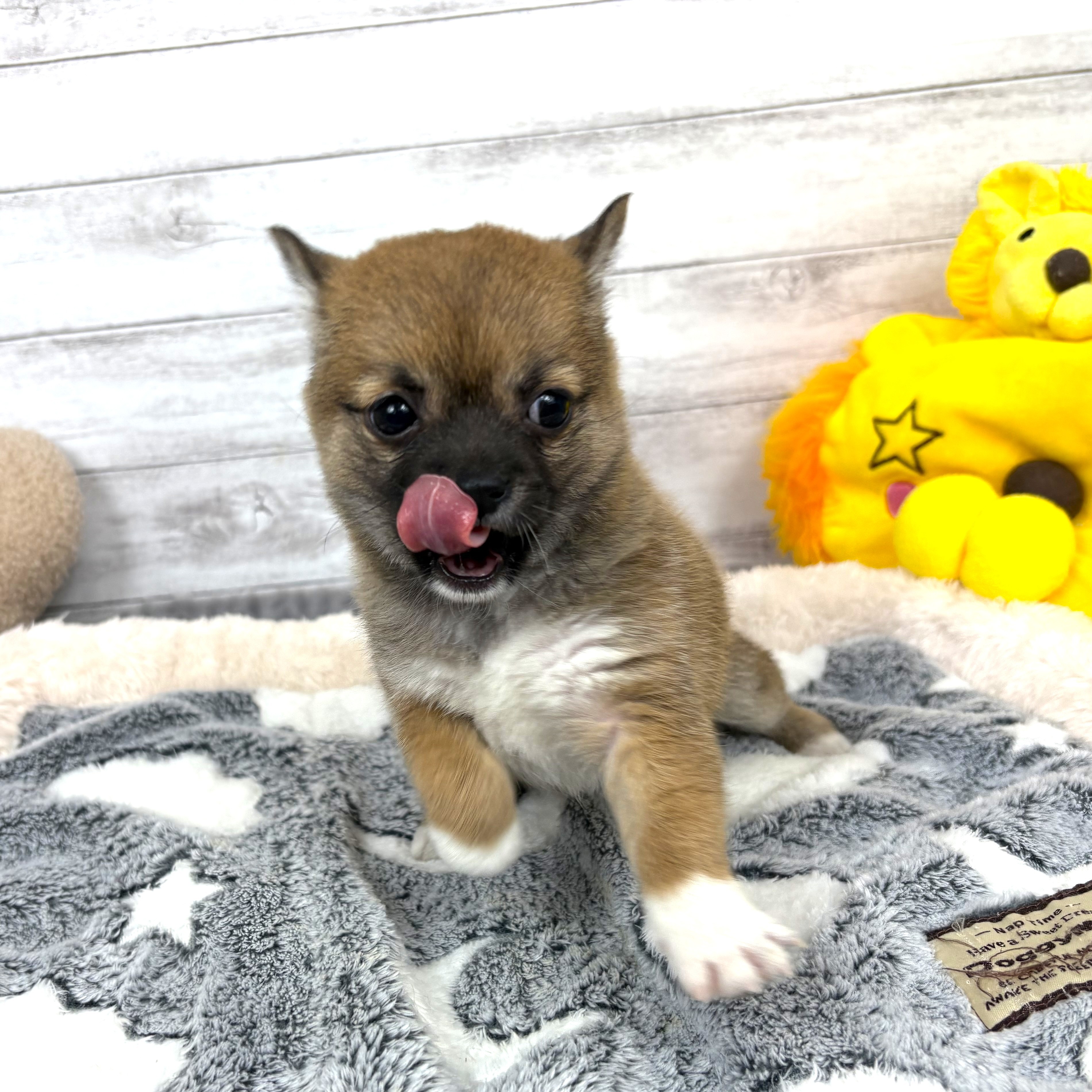 兵庫県のチワ柴/柴チワ/チワシバ(チワワ×柴) (犬の家＆猫の里川西店/2026年2月4日生まれ/女の子/赤)の子犬の3枚目の画像