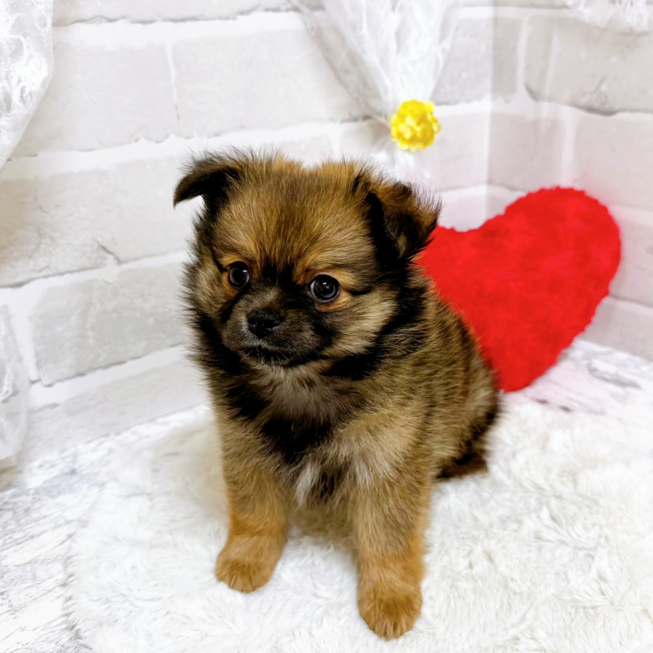 京都府のポメチワ/チワポメ/ポメチー(ポメラニアン×チワワ) (犬の家＆猫の里京都精華店/2026年2月4日生まれ/女の子/レッド)の子犬の3枚目の画像