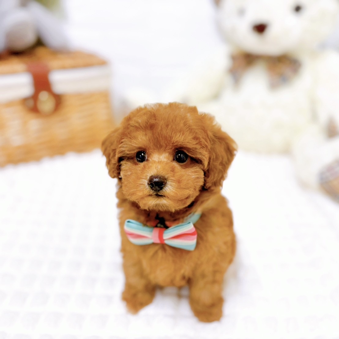 滋賀県のトイプードル(トイ) (犬の家＆猫の里近江八幡店/2026年2月5日生まれ/女の子/レッドフォーン)の子犬の3枚目の画像