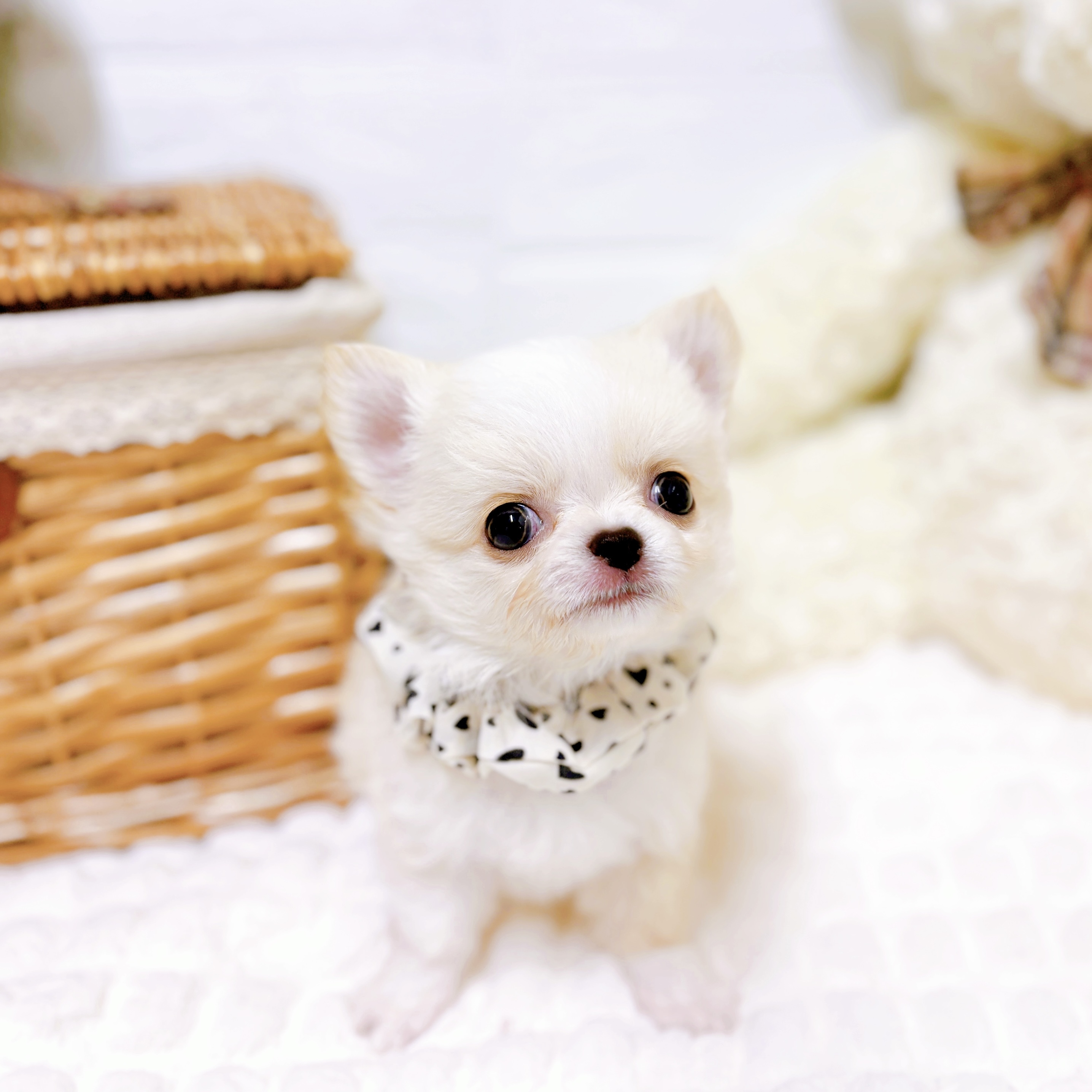 滋賀県のチワワ(ロング) (犬の家＆猫の里近江八幡店/2026年2月3日生まれ/男の子/クリームホワイト)の子犬の3枚目の画像