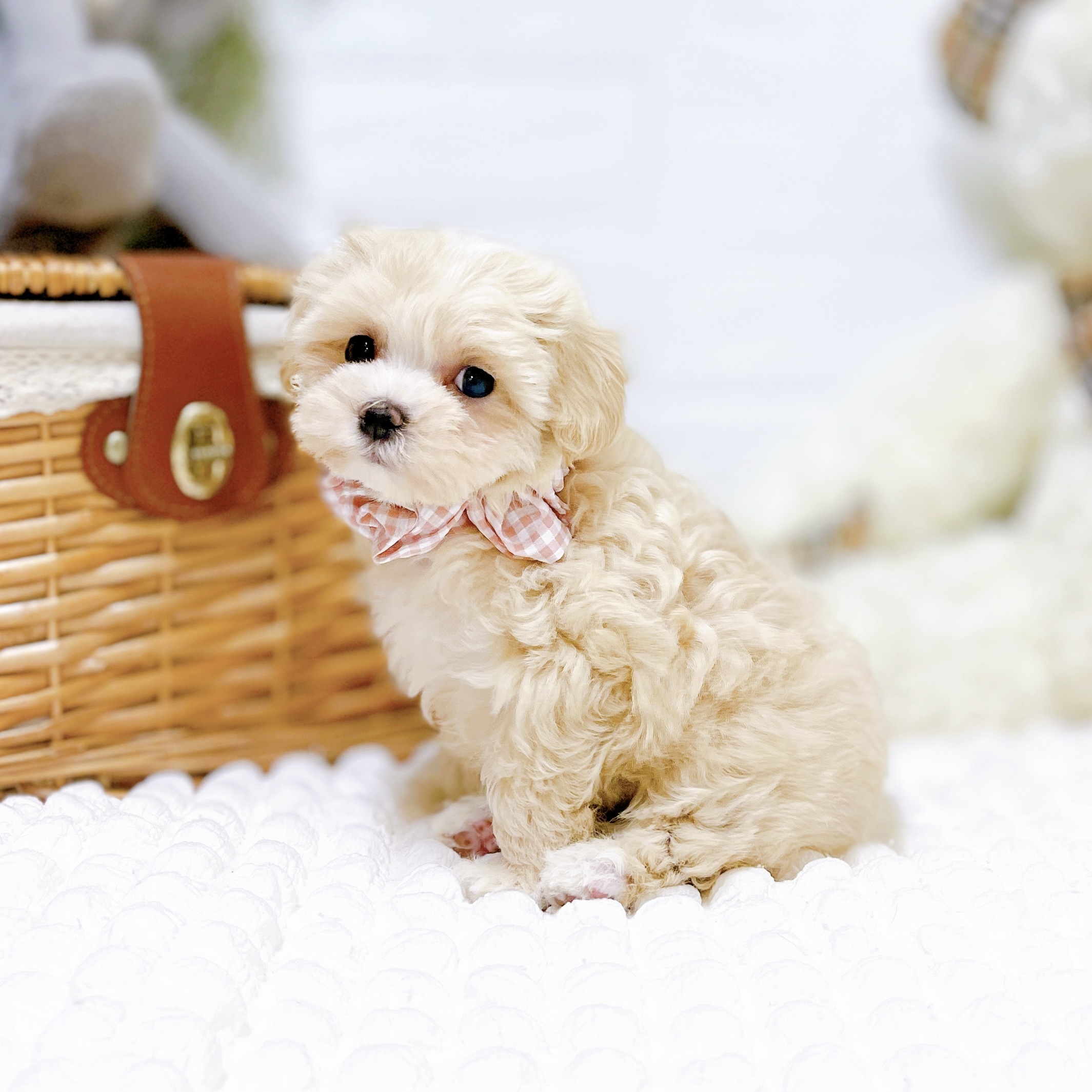 滋賀県のマルプー(マルチーズ×プードル) (犬の家＆猫の里近江八幡店/2026年2月3日生まれ/女の子/クリーム)の子犬の3枚目の画像