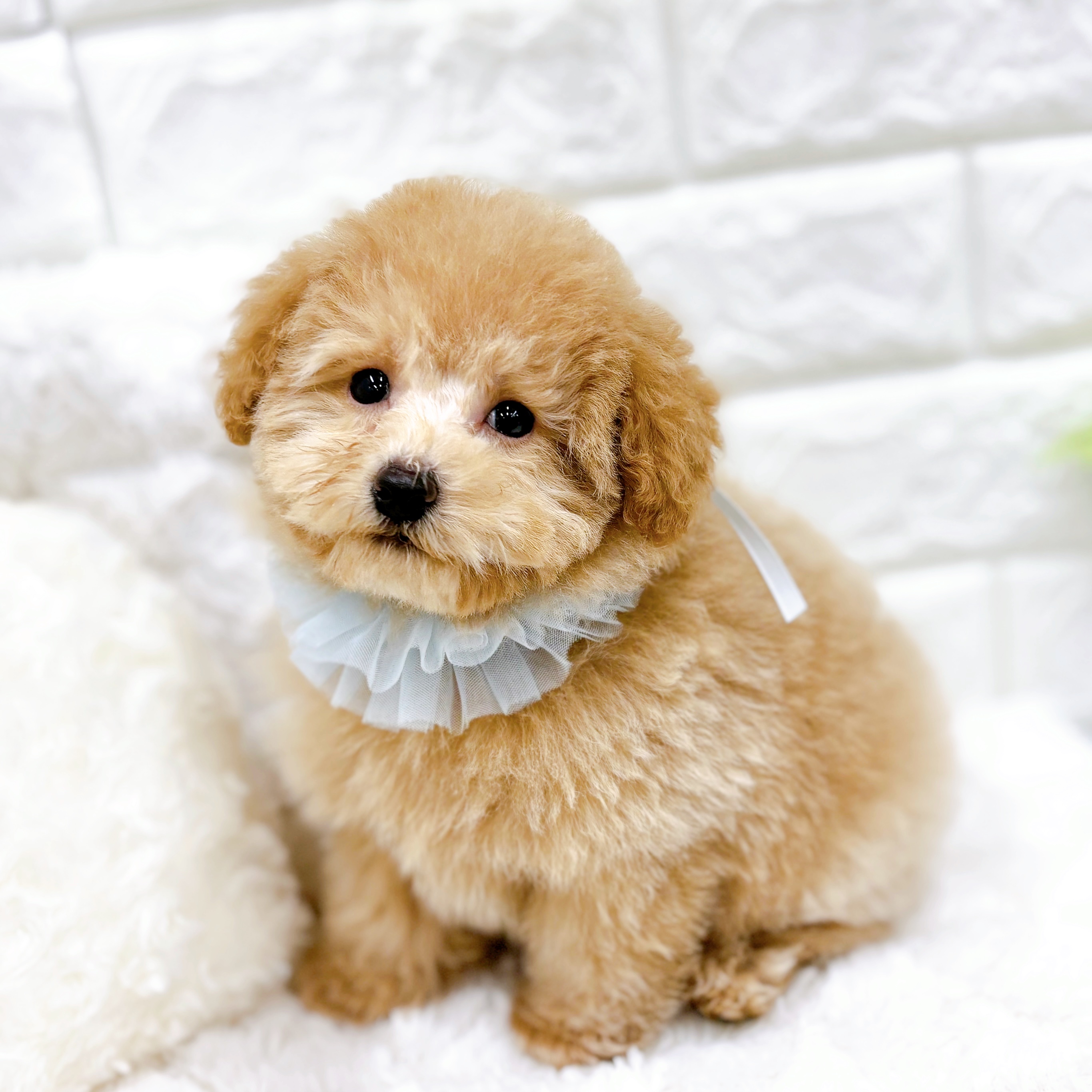 福井県のトイプードル(トイ) (犬の家＆猫の里アミーゴ福井店/2026年1月30日生まれ/男の子/ペールフォーン)の子犬の3枚目の画像