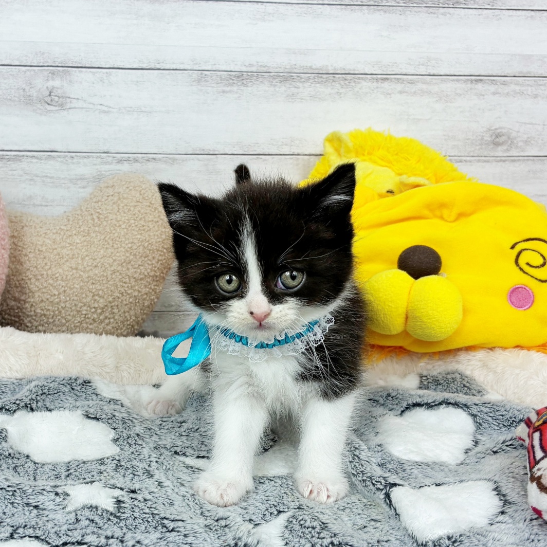 兵庫県のスコティッシュストレート (犬の家＆猫の里川西店/2026年2月4日生まれ/男の子/ブラックホワイト)の子猫の3枚目の画像