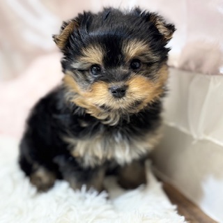 兵庫県のポメキー(ポメラニアン×ヨークシャーテリア) (犬の家＆猫の里カナート西神戸店/2026年2月5日生まれ/男の子/ブラックタン)の子犬の3枚目の画像