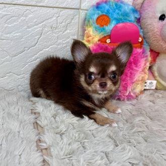 兵庫県のチワワ(ロング) (犬の家＆猫の里ゆめタウン姫路店/2026年2月5日生まれ/女の子/チョコレートタン)の子犬の3枚目の画像