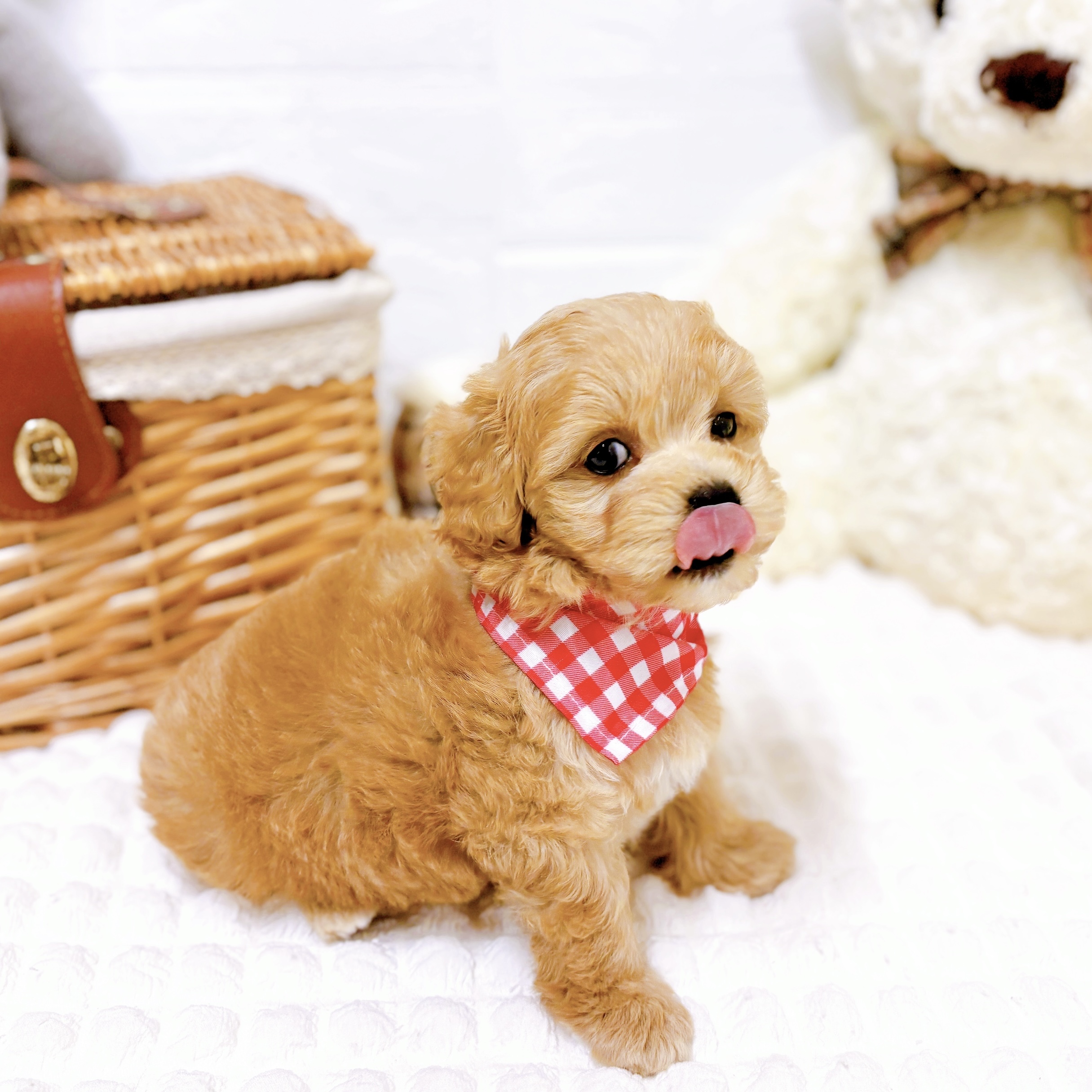 滋賀県のマルプー(マルチーズ×プードル) (犬の家＆猫の里近江八幡店/2026年2月5日生まれ/女の子/クリーム)の子犬の3枚目の画像