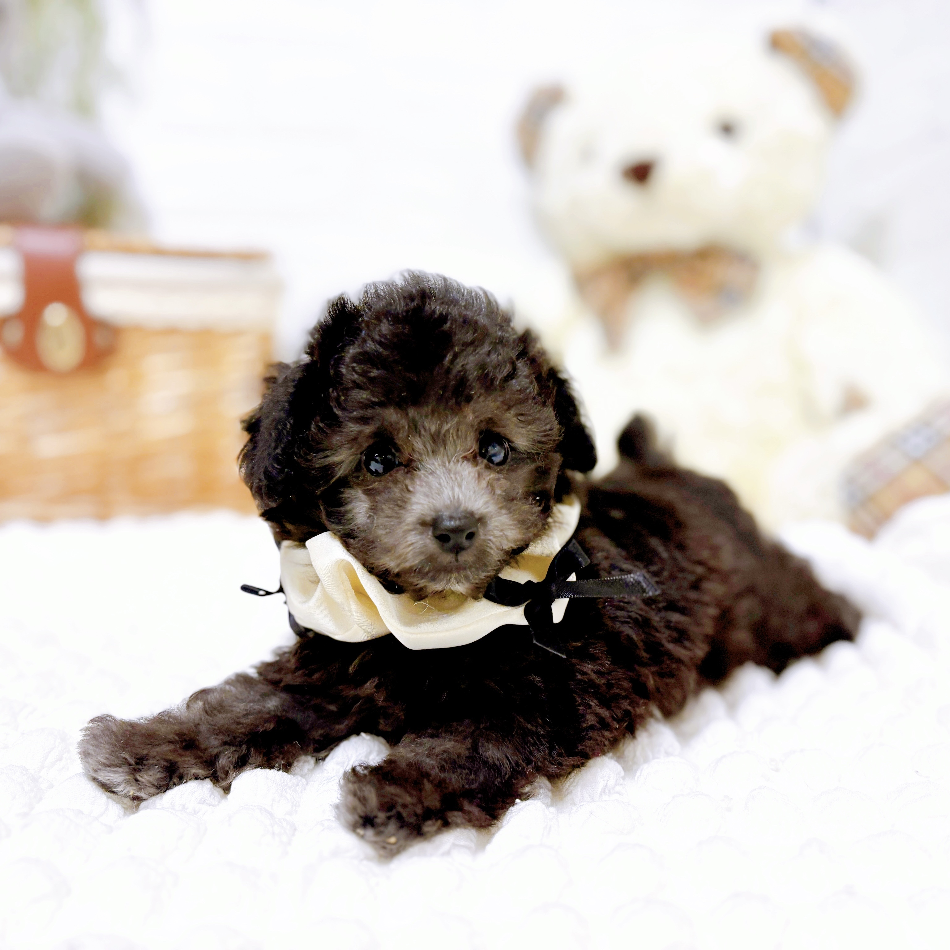 滋賀県のトイプードル(トイ) (犬の家＆猫の里近江八幡店/2026年2月4日生まれ/女の子/グレー)の子犬の3枚目の画像