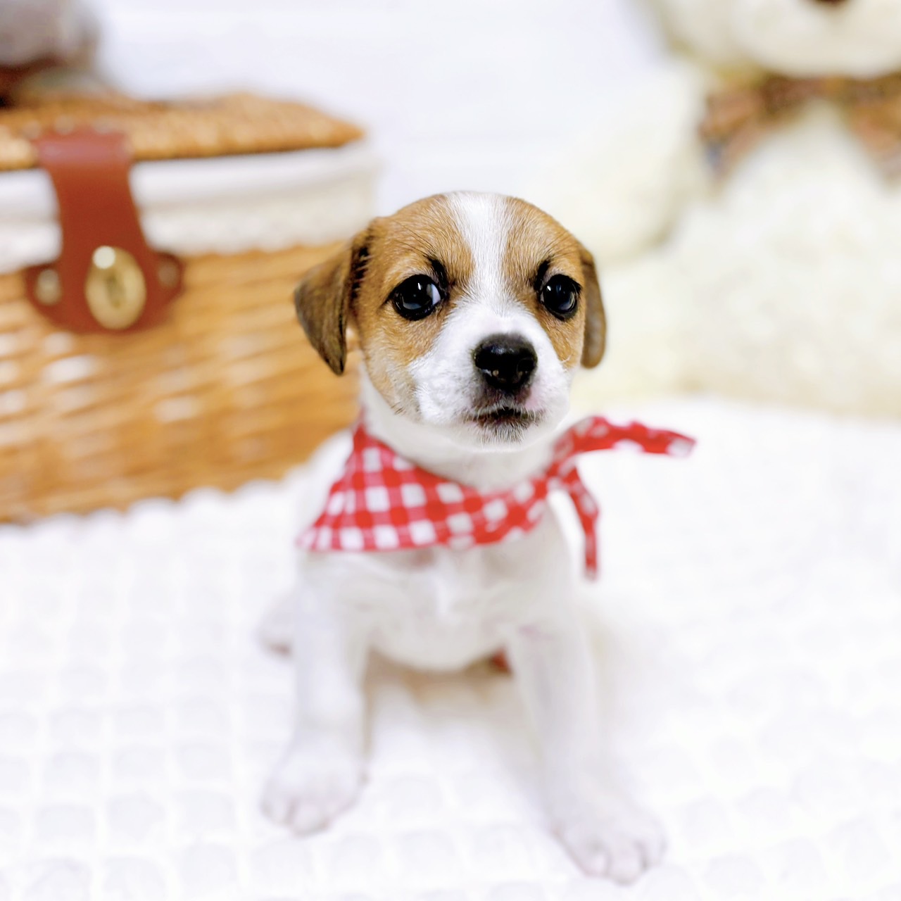 滋賀県のジャックラッセルテリア (犬の家＆猫の里近江八幡店/2026年2月2日生まれ/女の子/タンホワイト)の子犬の3枚目の画像