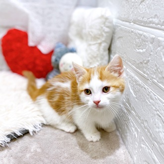 滋賀県のマンチカン (犬の家＆猫の里長浜店/2026年2月2日生まれ/男の子/レッドタビーホワイト)の子猫の3枚目の画像