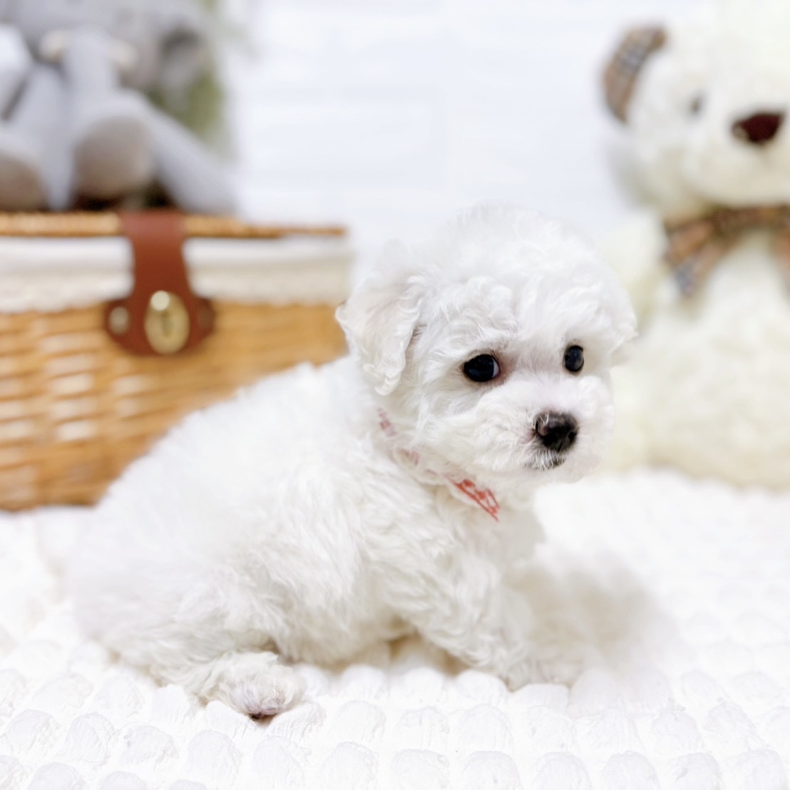 滋賀県のビションフリーゼ (犬の家＆猫の里近江八幡店/2026年2月5日生まれ/女の子/ホワイト)の子犬の3枚目の画像