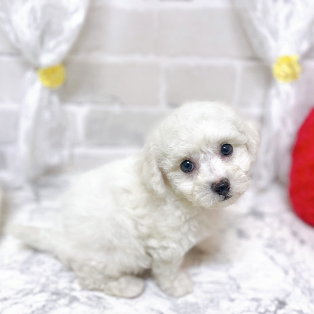 京都府のビションフリーゼ (犬の家＆猫の里京都精華店/2026年2月5日生まれ/女の子/ホワイト)の子犬の3枚目の画像