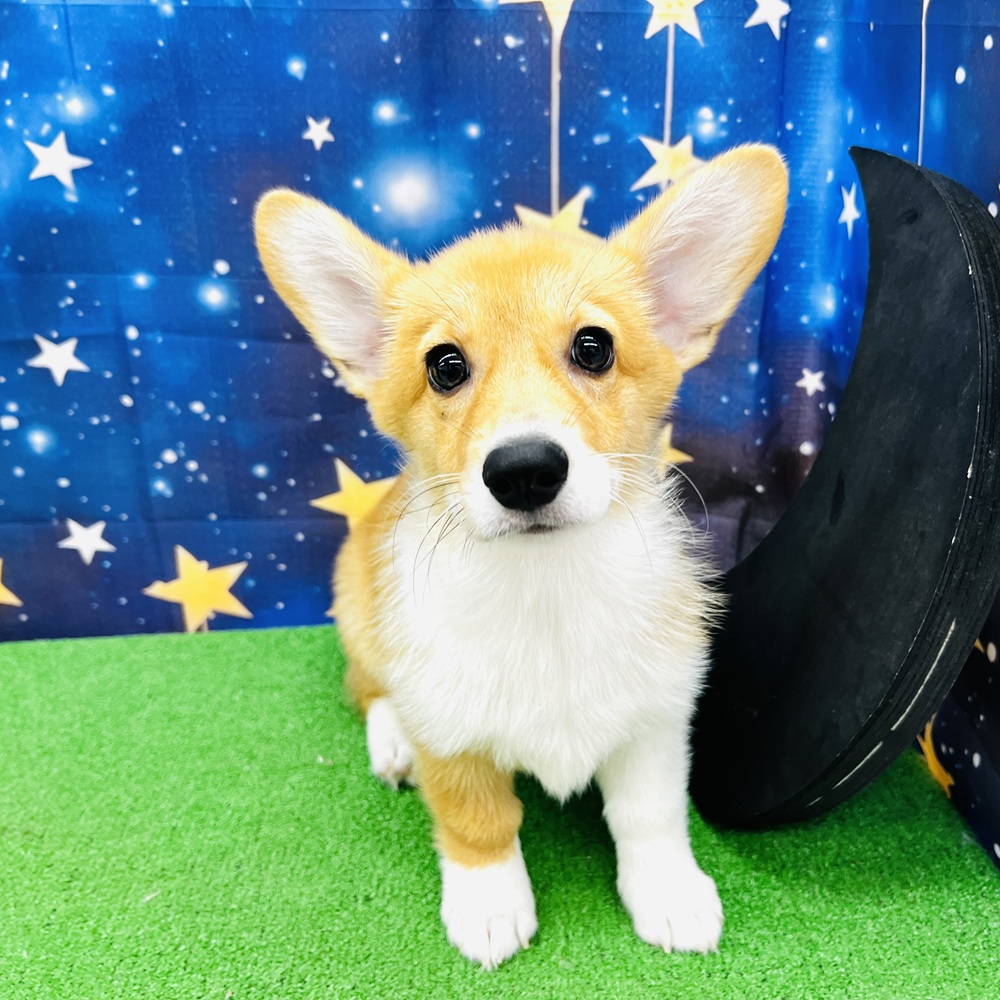 愛知県のウェルシュコーギーペンブローク (犬の家＆猫の里名古屋天白店/2025年6月4日生まれ/女の子/セーブルホワイト)の子犬の1枚目の画像