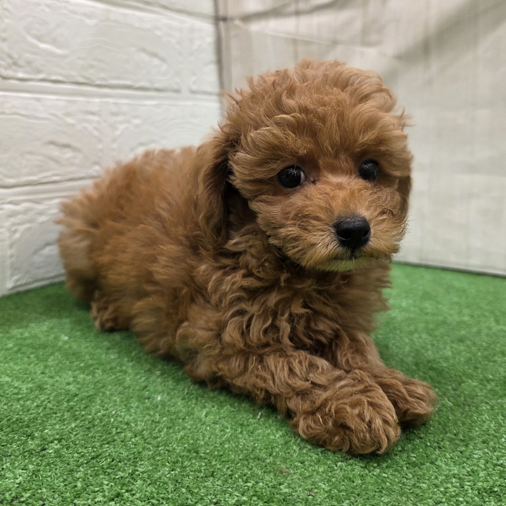 三重県のトイプードル(トイ) (犬の家＆猫の里三重桑名店/2025年7月30日生まれ/男の子/レッドフォーン)の子犬の3枚目の画像