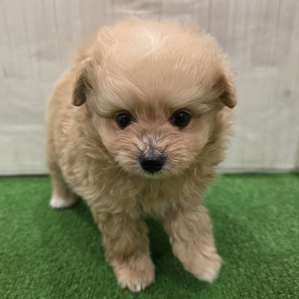 三重県のポメプー(ポメラニアン×プードル) (犬の家＆猫の里三重桑名店/2025年7月29日生まれ/男の子/アプリコット)の子犬の3枚目の画像