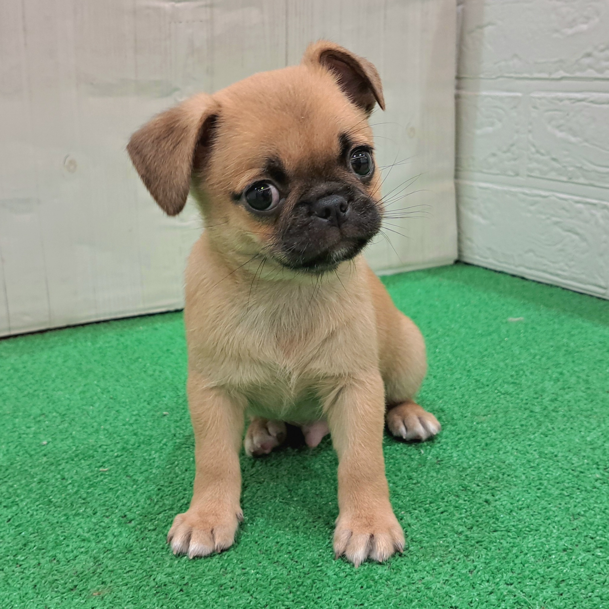 三重県のチワパグ/パグチー(チワワ×パグ) (犬の家＆猫の里三重桑名店/2025年9月3日生まれ/男の子/フォーン)の子犬の3枚目の画像