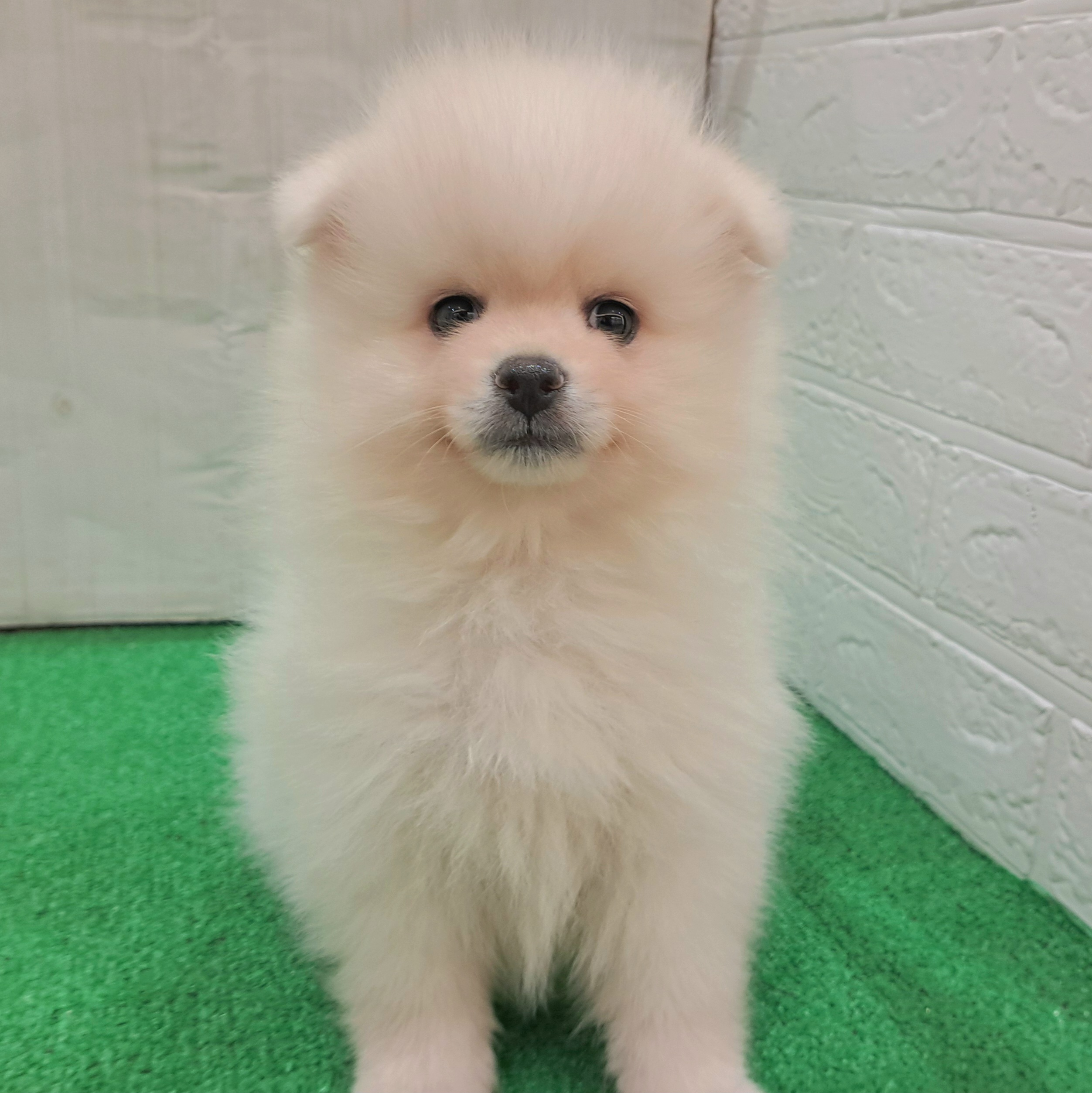 三重県のポメラニアン (犬の家＆猫の里三重桑名店/2025年8月26日生まれ/男の子/クリーム)の子犬の3枚目の画像