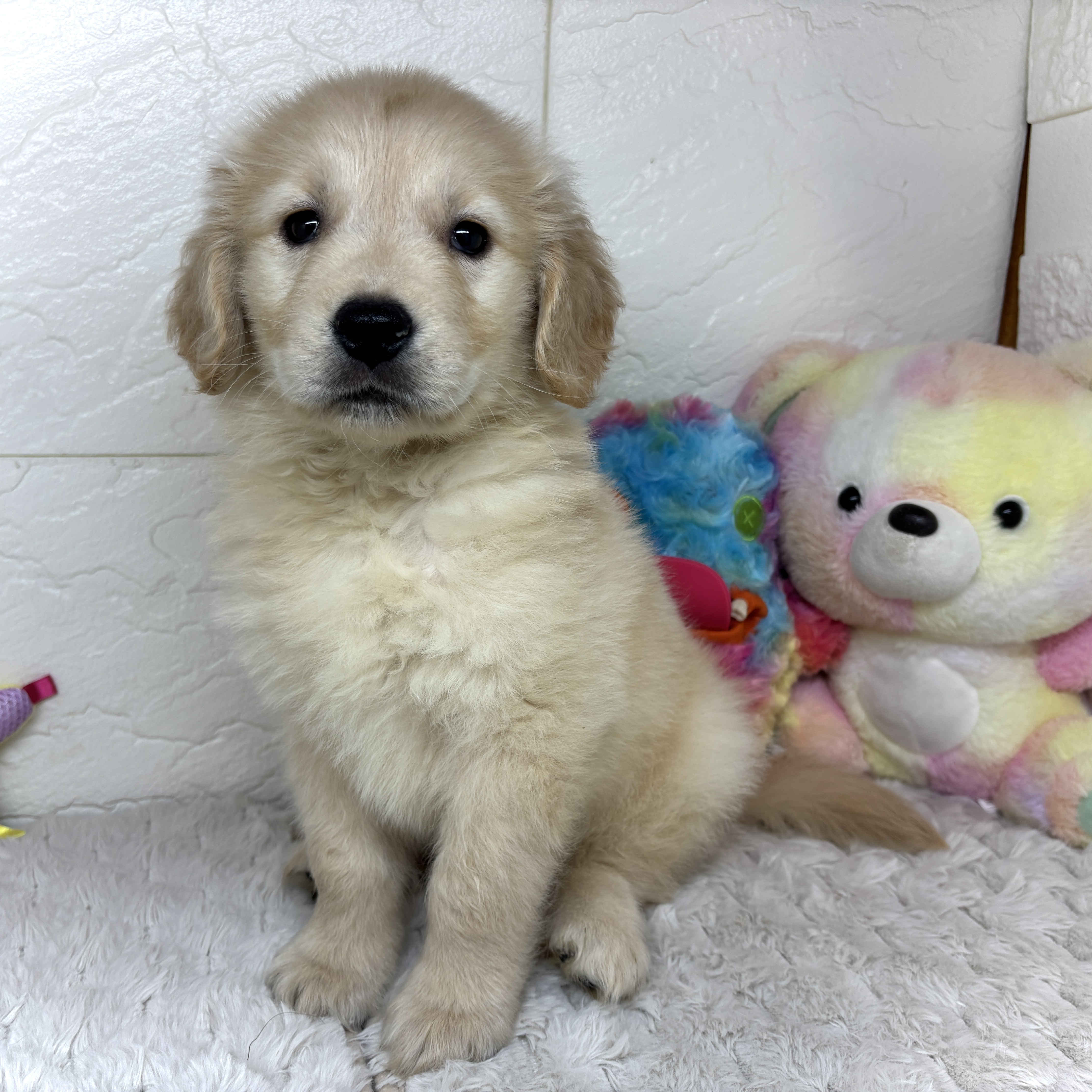 兵庫県のゴールデンレトリバー (犬の家＆猫の里ゆめタウン姫路店/2026年2月5日生まれ/男の子/ゴールデン)の子犬の3枚目の画像