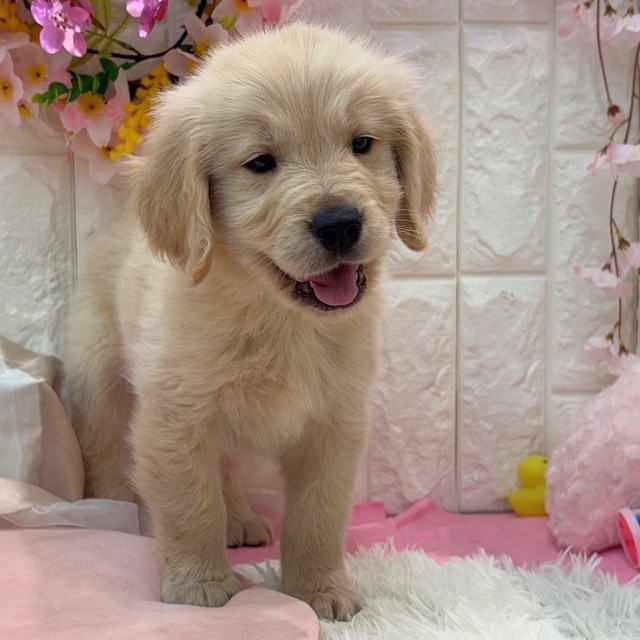 岡山県のゴールデンレトリバー (犬の家＆猫の里倉敷店/2026年2月5日生まれ/男の子/ゴールデン)の子犬の3枚目の画像