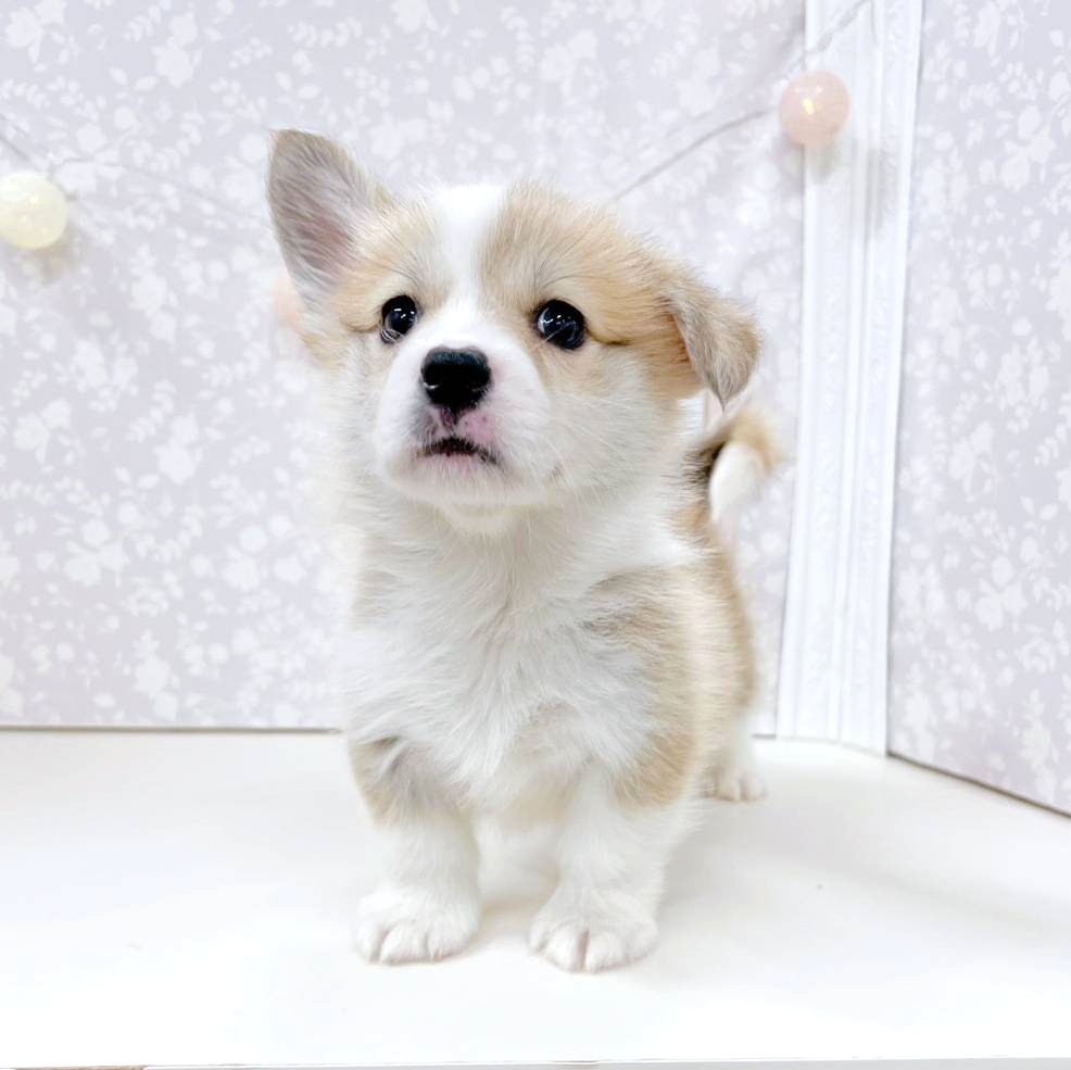 富山県のウェルシュコーギーペンブローク (犬の家＆猫の里アミーゴ高岡蓮花寺店/2026年2月5日生まれ/男の子/レッドホワイト)の子犬の3枚目の画像