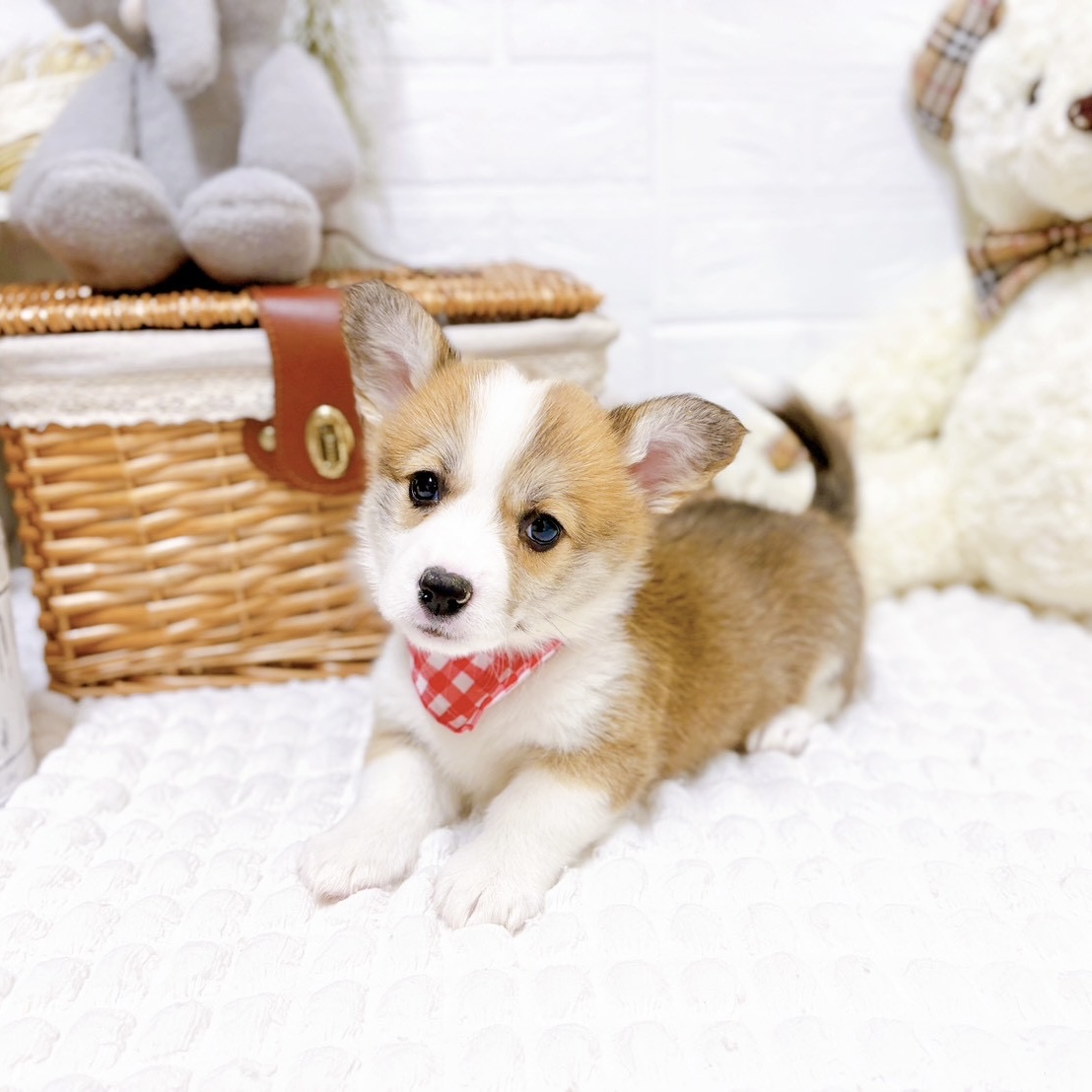 滋賀県のウェルシュコーギーペンブローク (犬の家＆猫の里近江八幡店/2026年2月5日生まれ/女の子/セーブルホワイト)の子犬の3枚目の画像