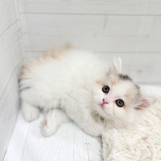 愛知県のミヌエット (犬の家＆猫の里豊田店/2026年2月5日生まれ/女の子/ダイリュートキャリコ)の子猫の3枚目の画像