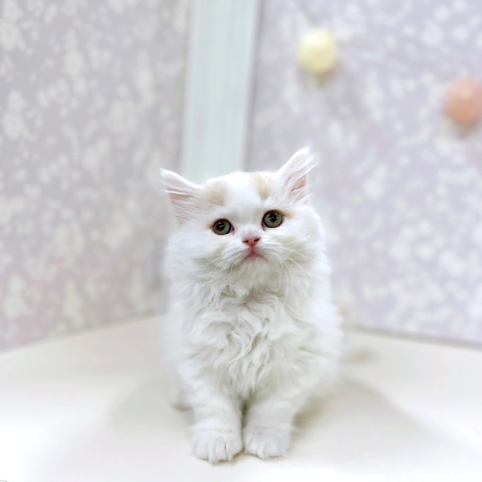 富山県のミヌエット (犬の家＆猫の里アミーゴ高岡蓮花寺店/2026年2月5日生まれ/女の子/クリームタビーホワイト)の子猫の1枚目の画像