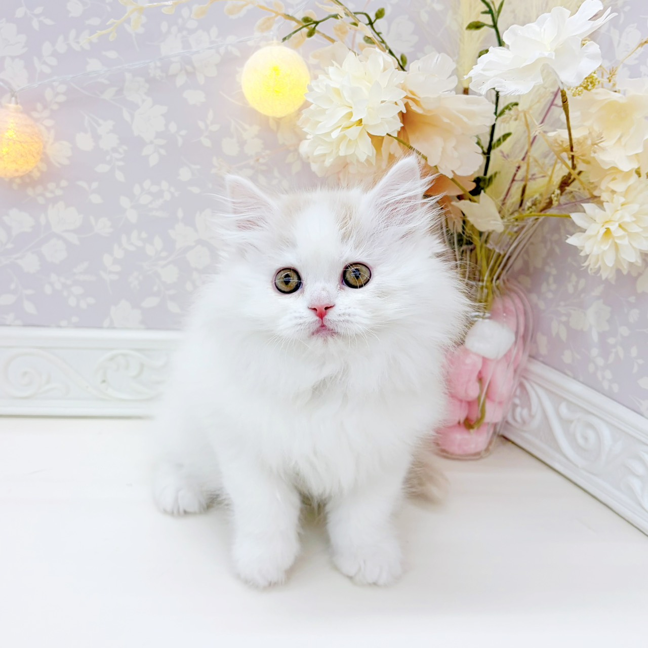 富山県のミヌエット (犬の家＆猫の里富山店/2026年2月5日生まれ/女の子/クリームタビーホワイト)の子猫の3枚目の画像