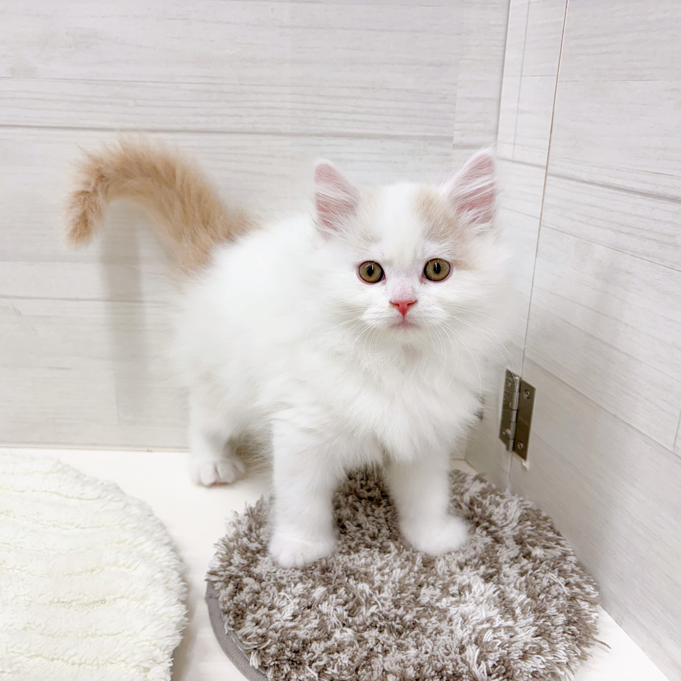 石川県のミヌエット (犬の家＆猫の里アミーゴ金沢おこばた店/2026年2月5日生まれ/男の子/クリームタビーホワイトバン)の子猫の3枚目の画像