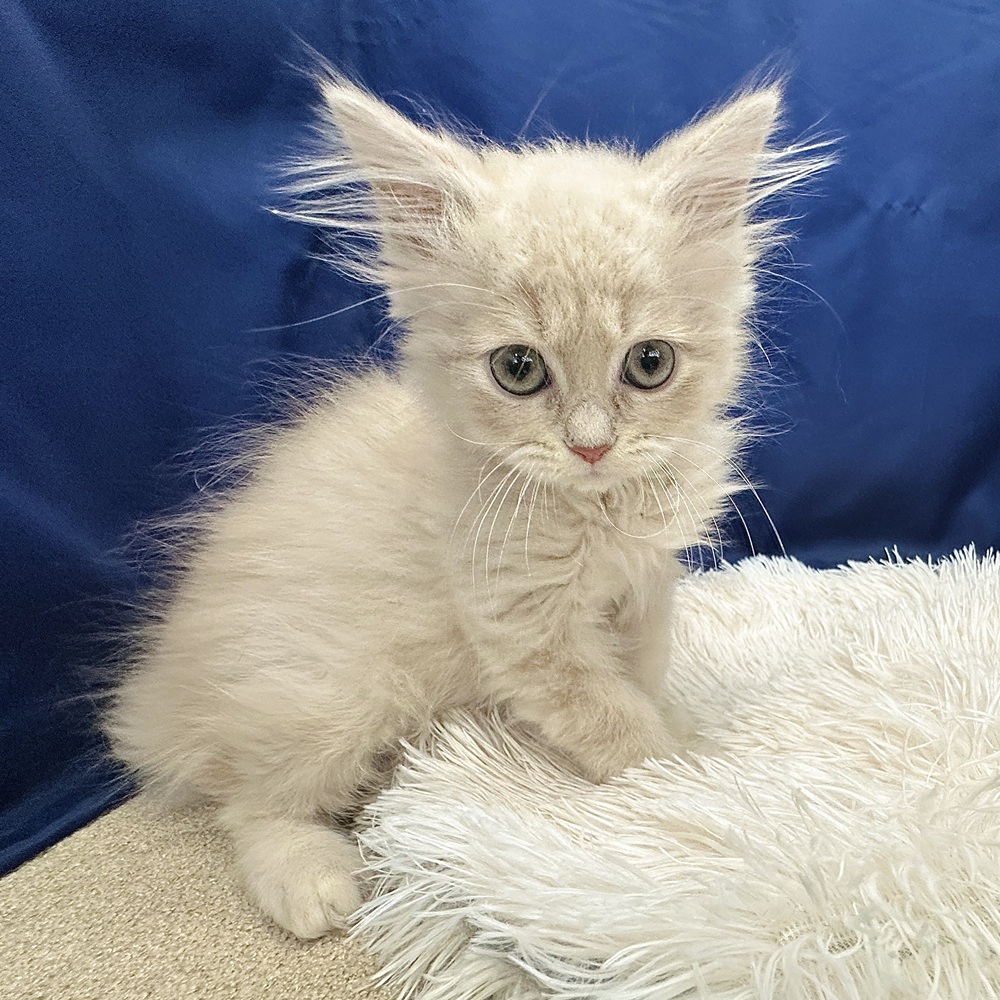 岐阜県のサイベリアン (犬の家＆猫の里中津川店/2026年2月5日生まれ/男の子/クリームタビー)の子猫の3枚目の画像