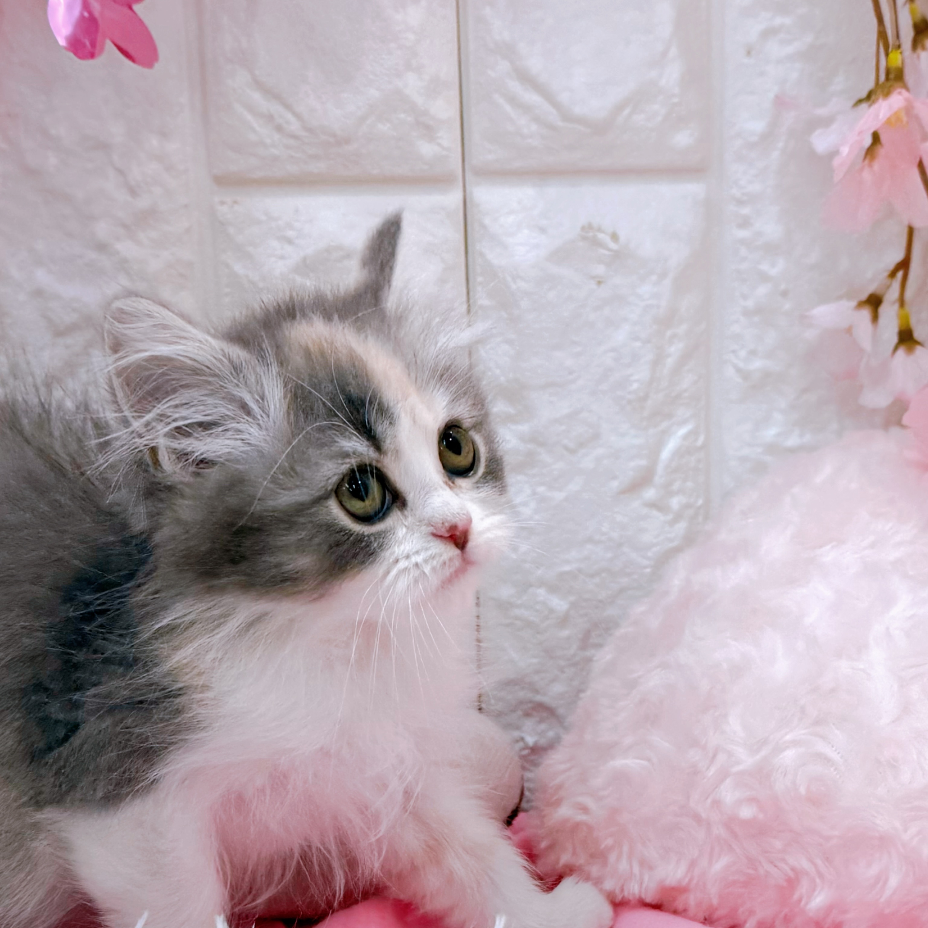 岡山県のサイベリアン (犬の家＆猫の里倉敷店/2026年2月5日生まれ/女の子/ブルーパッチドタビーホワイト)の子猫の3枚目の画像