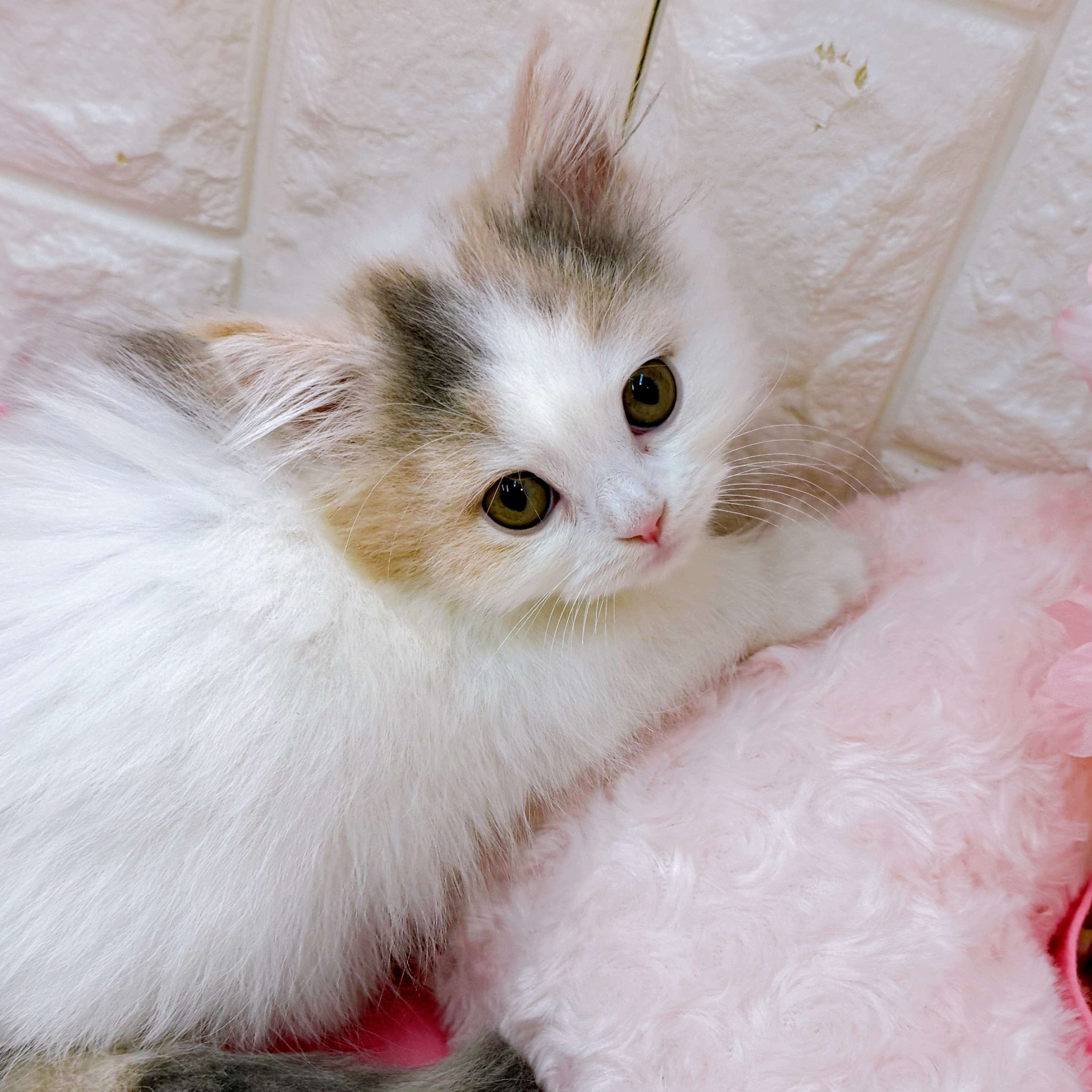 岡山県のスコティッシュフォールド (犬の家＆猫の里倉敷店/2026年1月26日生まれ/女の子/ブルーパッチドタビーホワイト)の子猫の3枚目の画像