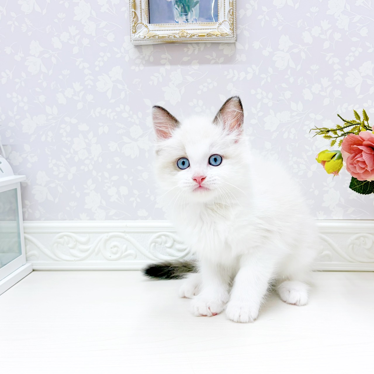 富山県のラグドール (犬の家＆猫の里アミーゴ山室店/2026年2月4日生まれ/男の子/シールポイントバイカラー)の子猫の3枚目の画像