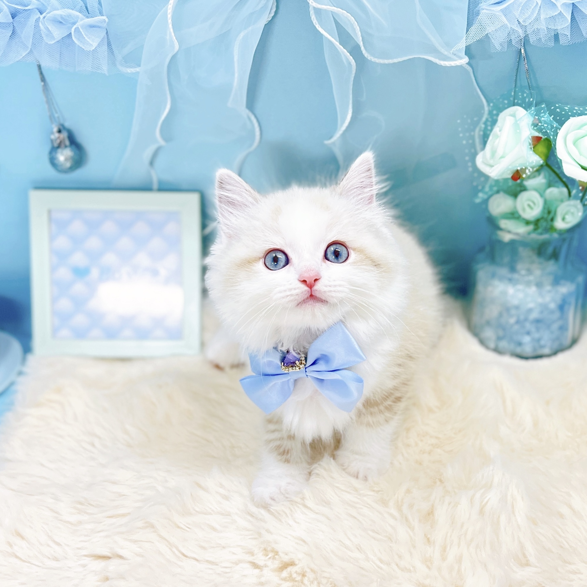 福井県のラグドール (犬の家＆猫の里アミーゴ福井大和田店/2026年2月4日生まれ/男の子/ブルーポイントバイカラー)の子猫の3枚目の画像