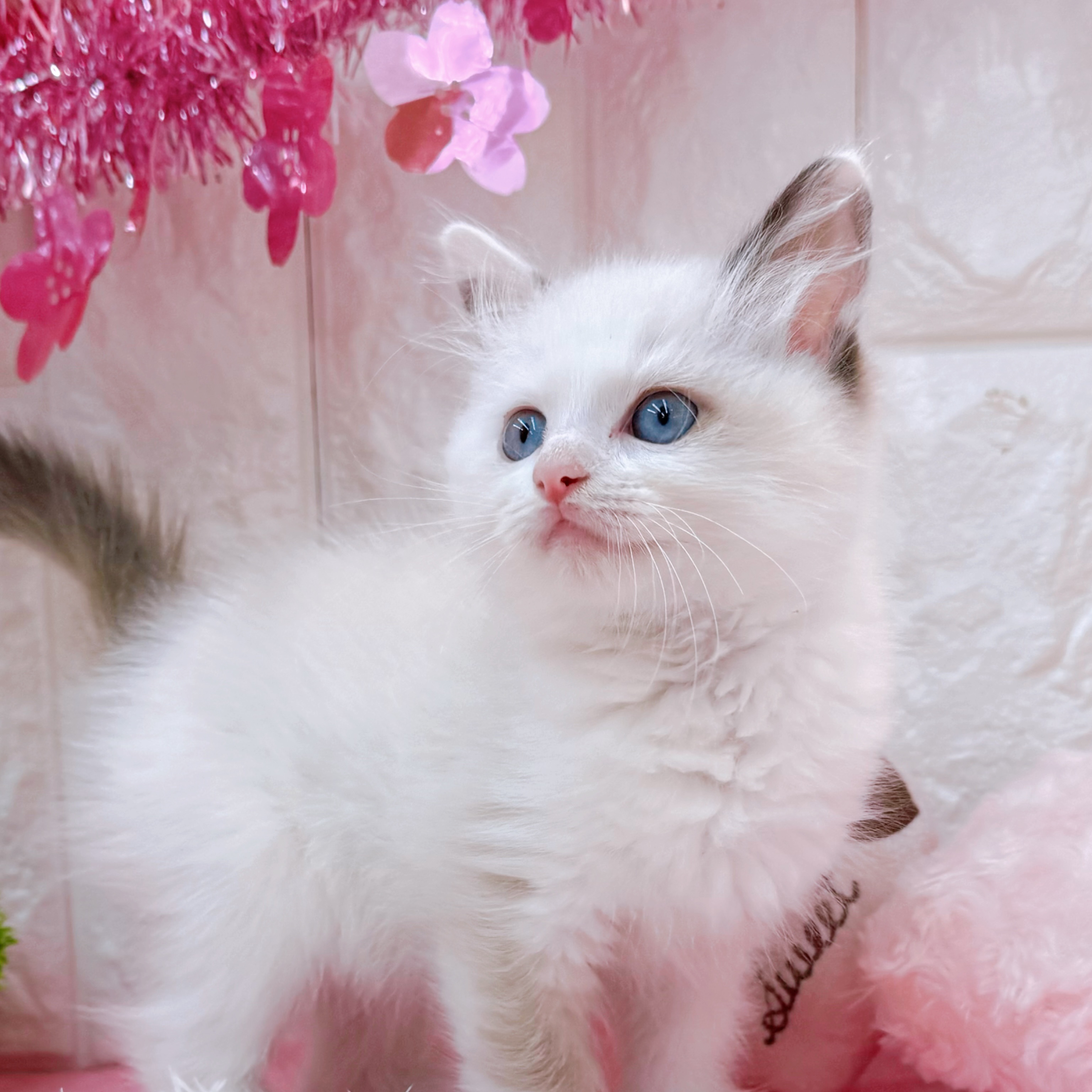 岡山県のラグドール (犬の家＆猫の里倉敷店/2026年2月4日生まれ/女の子/ブルーポイントバイカラー)の子猫の3枚目の画像