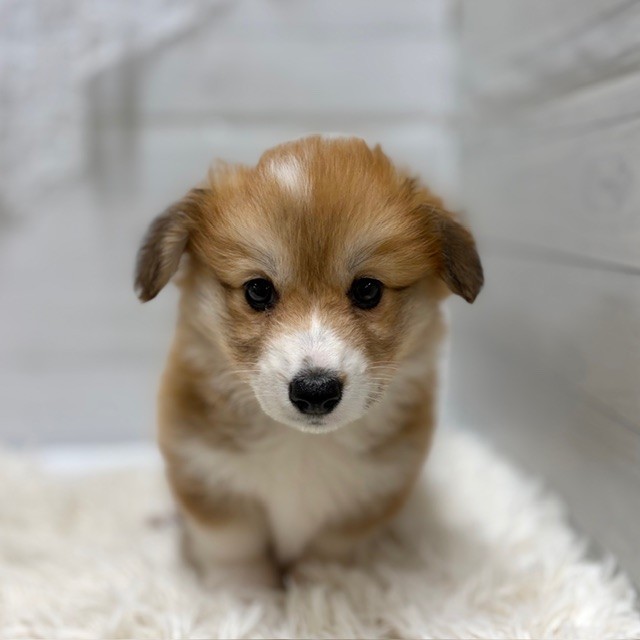 愛知県のウェルシュコーギーペンブローク (犬の家＆猫の里豊田店/2026年2月7日生まれ/女の子/レッドホワイト)の子犬の3枚目の画像