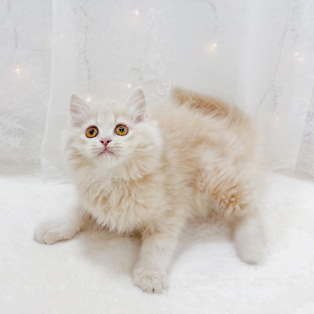 千葉県のミヌエット (犬の家＆猫の里BIGHOPガーデンモール印西店/2026年2月5日生まれ/男の子/クリームタビー)の子猫の3枚目の画像