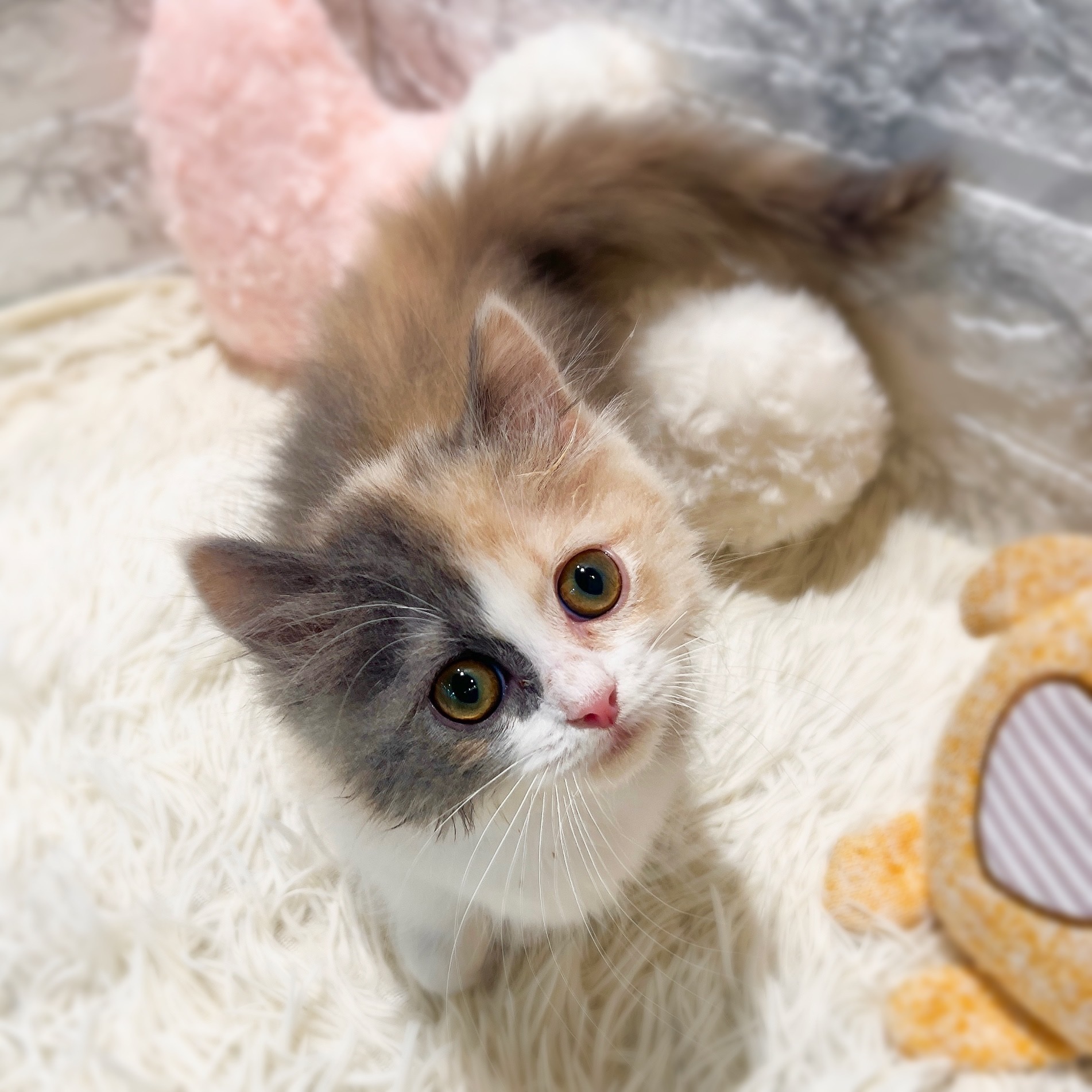 愛知県のミヌエット (犬の家＆猫の里MiO香久山店/2026年2月5日生まれ/女の子/ブルーパッチドタビーホワイト)の子猫の3枚目の画像