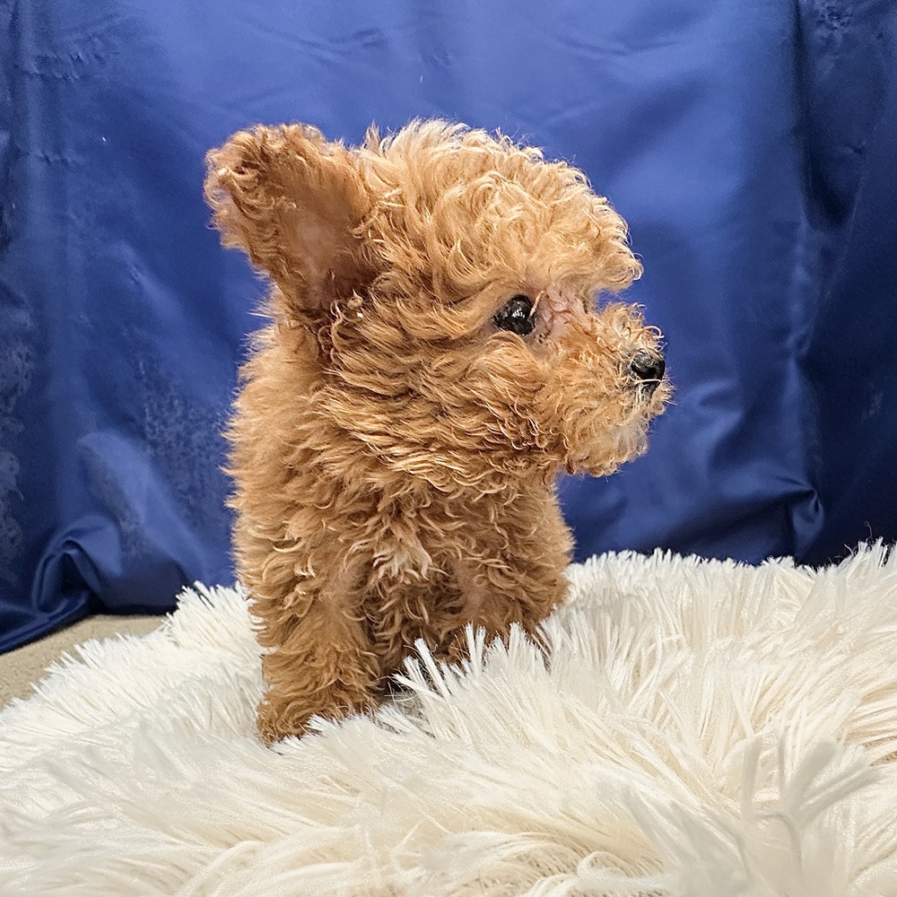 岐阜県のトイプードル(トイ) (犬の家＆猫の里中津川店/2026年2月6日生まれ/男の子/アプリコット)の子犬の3枚目の画像