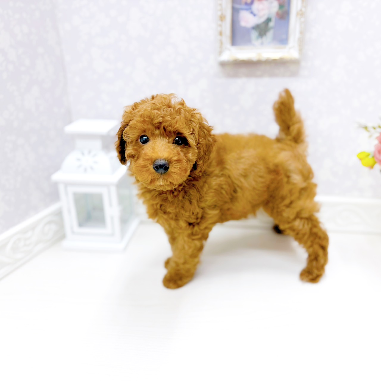 富山県のトイプードル(トイ) (犬の家＆猫の里アミーゴ山室店/2026年1月29日生まれ/男の子/レッドフォーン)の子犬の3枚目の画像