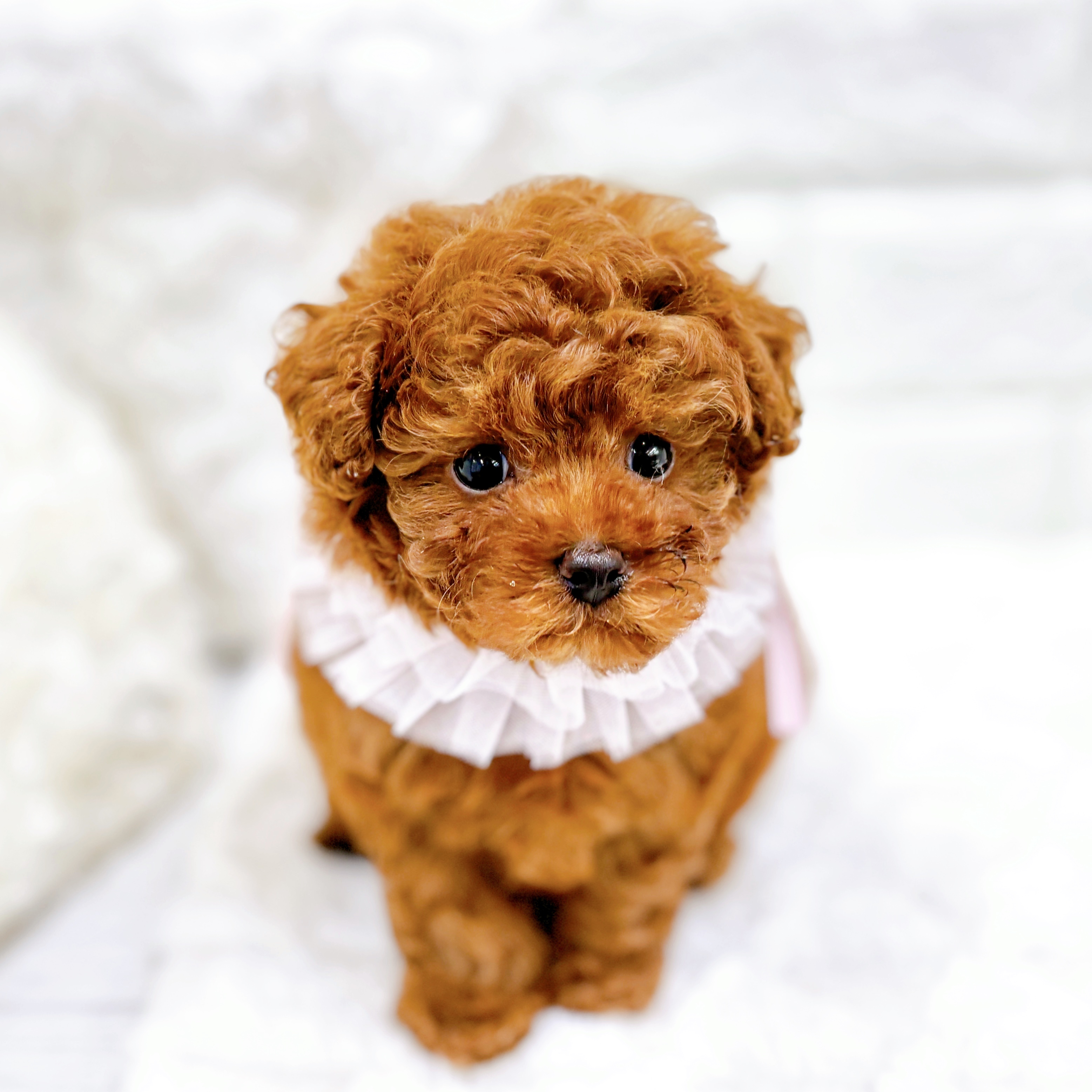 福井県のトイプードル(タイニー) (犬の家＆猫の里アミーゴ福井店/2026年2月6日生まれ/女の子/レッドフォーン)の子犬の3枚目の画像