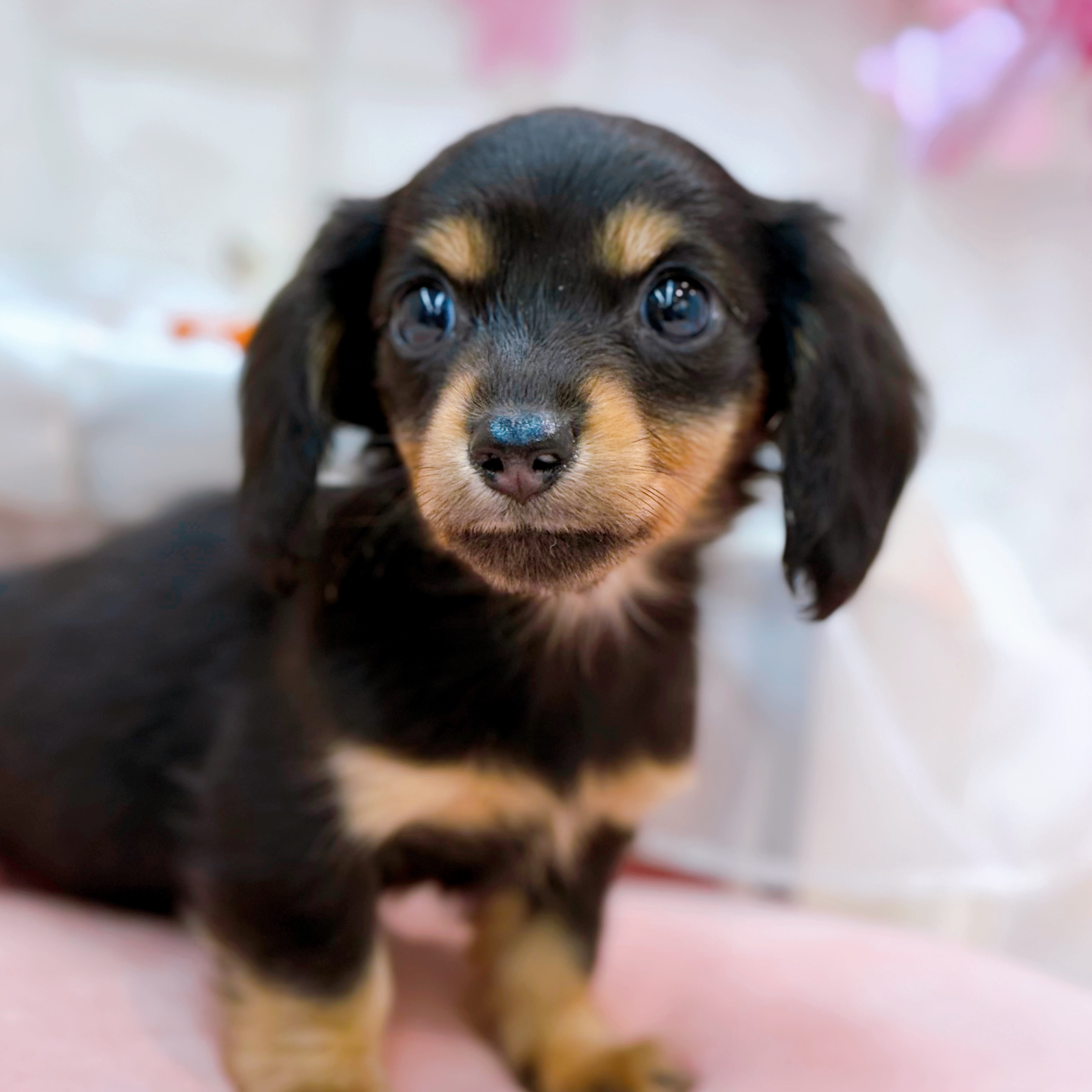 岡山県のカニンヘンダックスフンド(ロング) (犬の家＆猫の里倉敷店/2026年2月5日生まれ/女の子/ブラックタン)の子犬の3枚目の画像