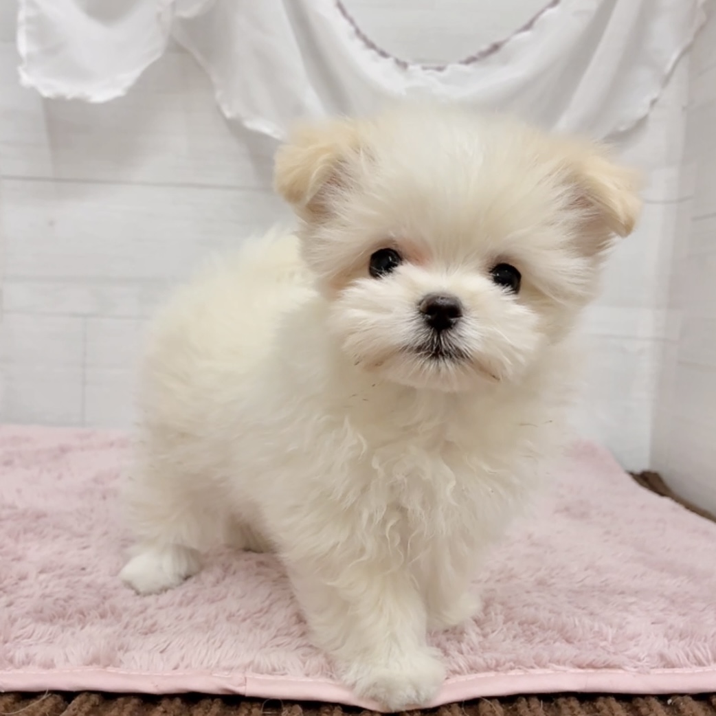愛知県のポメマル/マルポメ(ポメラニアン×マルチーズ) (犬の家＆猫の里碧南店/2026年2月5日生まれ/男の子/クリームホワイト)の子犬の3枚目の画像