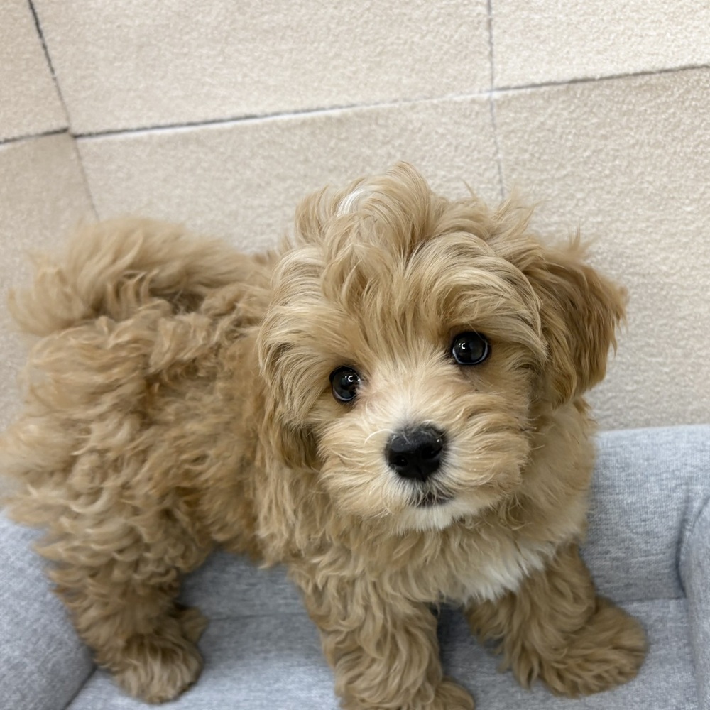 長野県のマルプー(マルチーズ×プードル) (犬の家＆猫の里塩尻店/2026年2月5日生まれ/男の子/アプリコットホワイト)の子犬の3枚目の画像